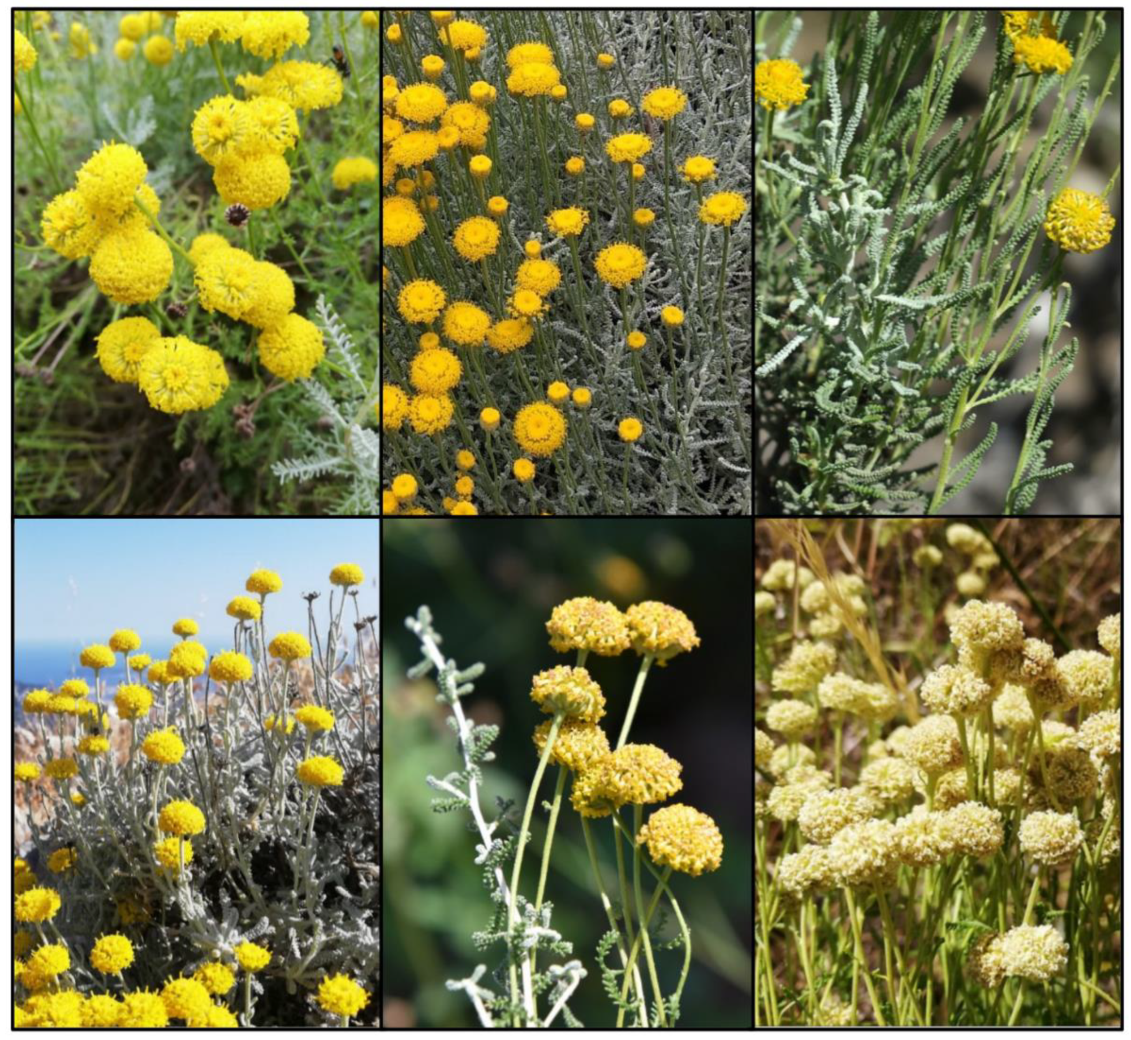 Plants 11 03458 g003a Plants 11 03458 g003a