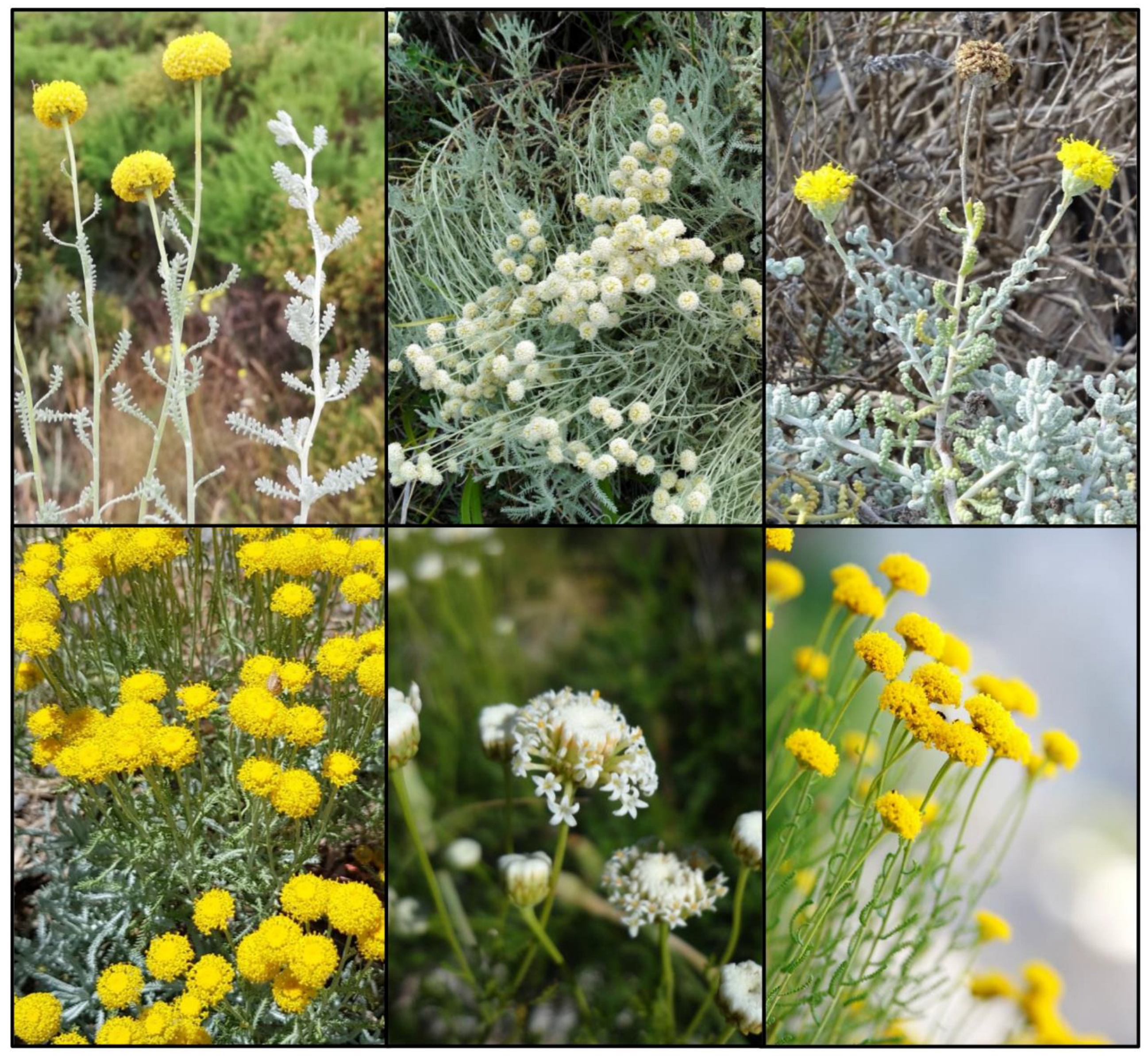 Plants 11 03458 g003b Plants 11 03458 g003b