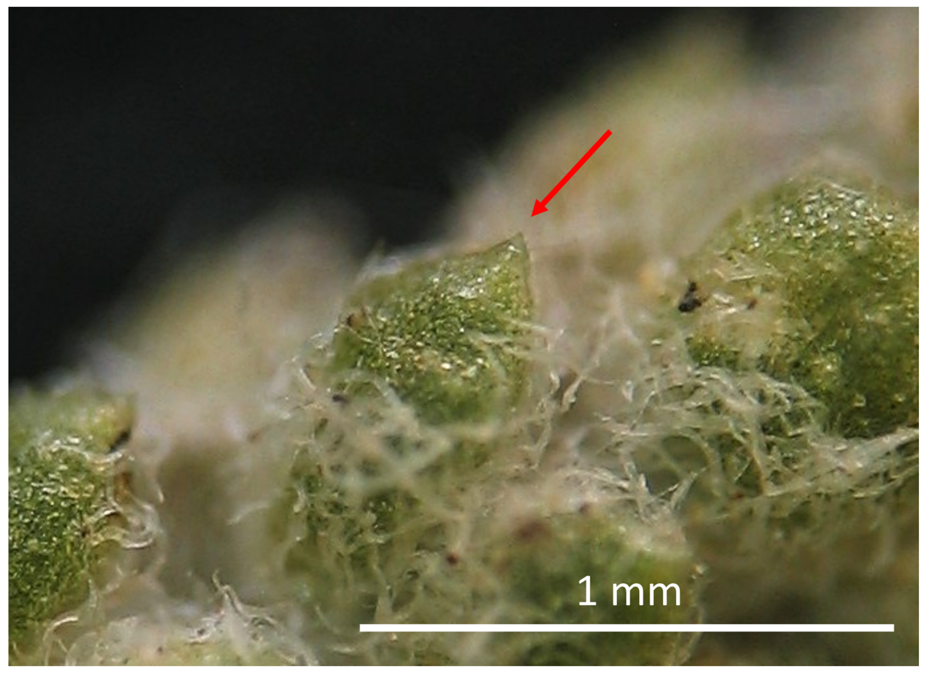 Plants 11 03458 g004 Plants 11 03458 g004