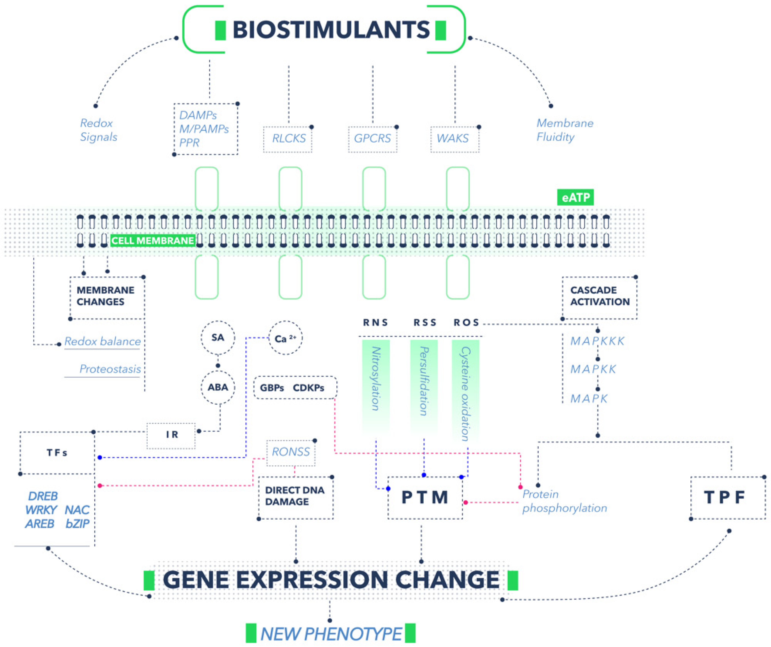 Plants 11 03463 g002