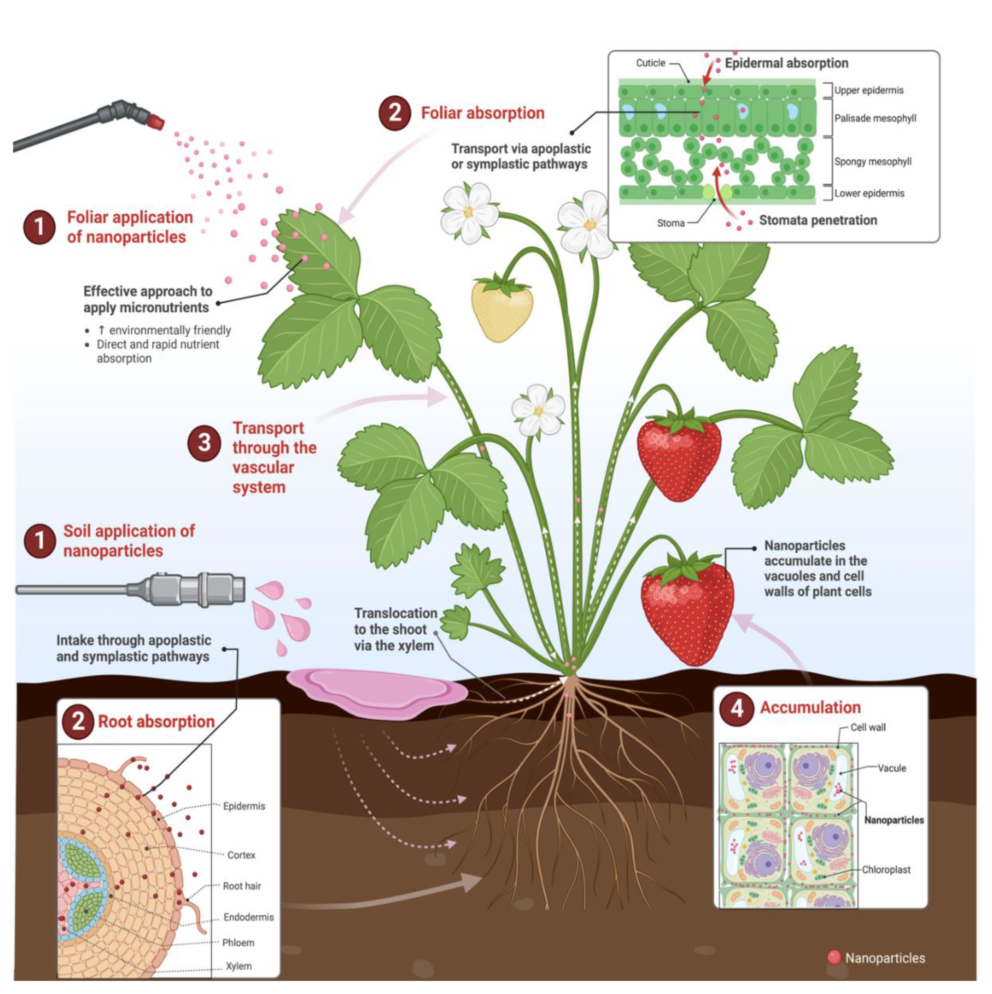 Plants 11 03477 g005 Plants 11 03477 g005
