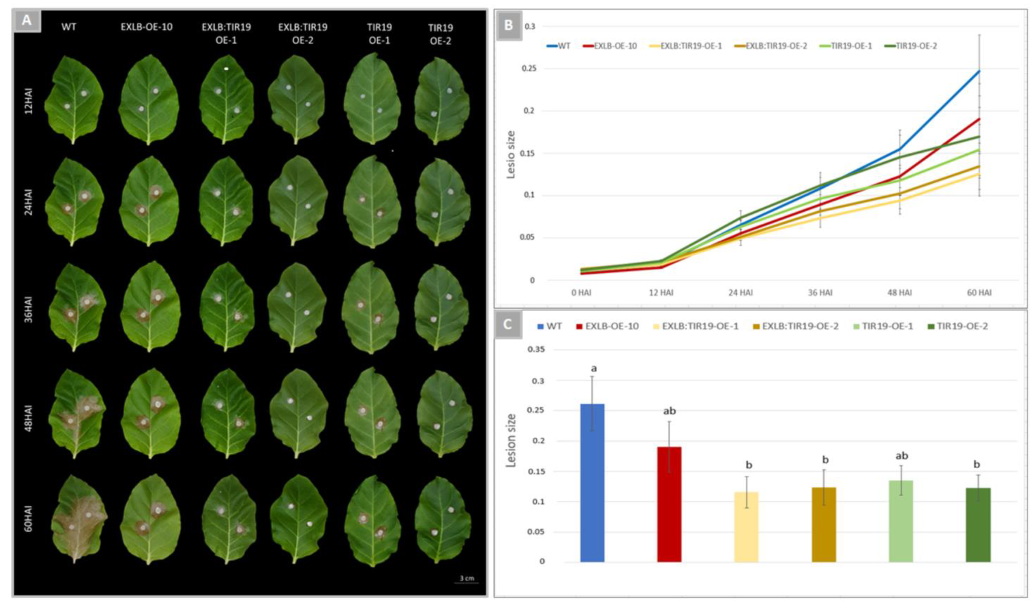 Plants 11 03483 g006