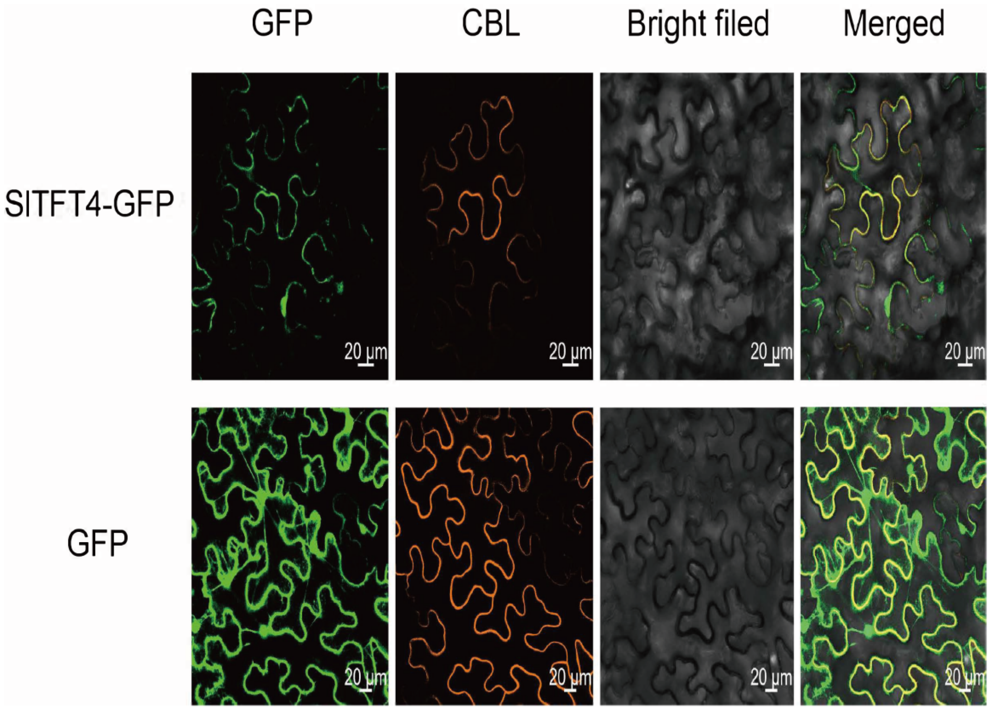 Plants 11 03491 g011