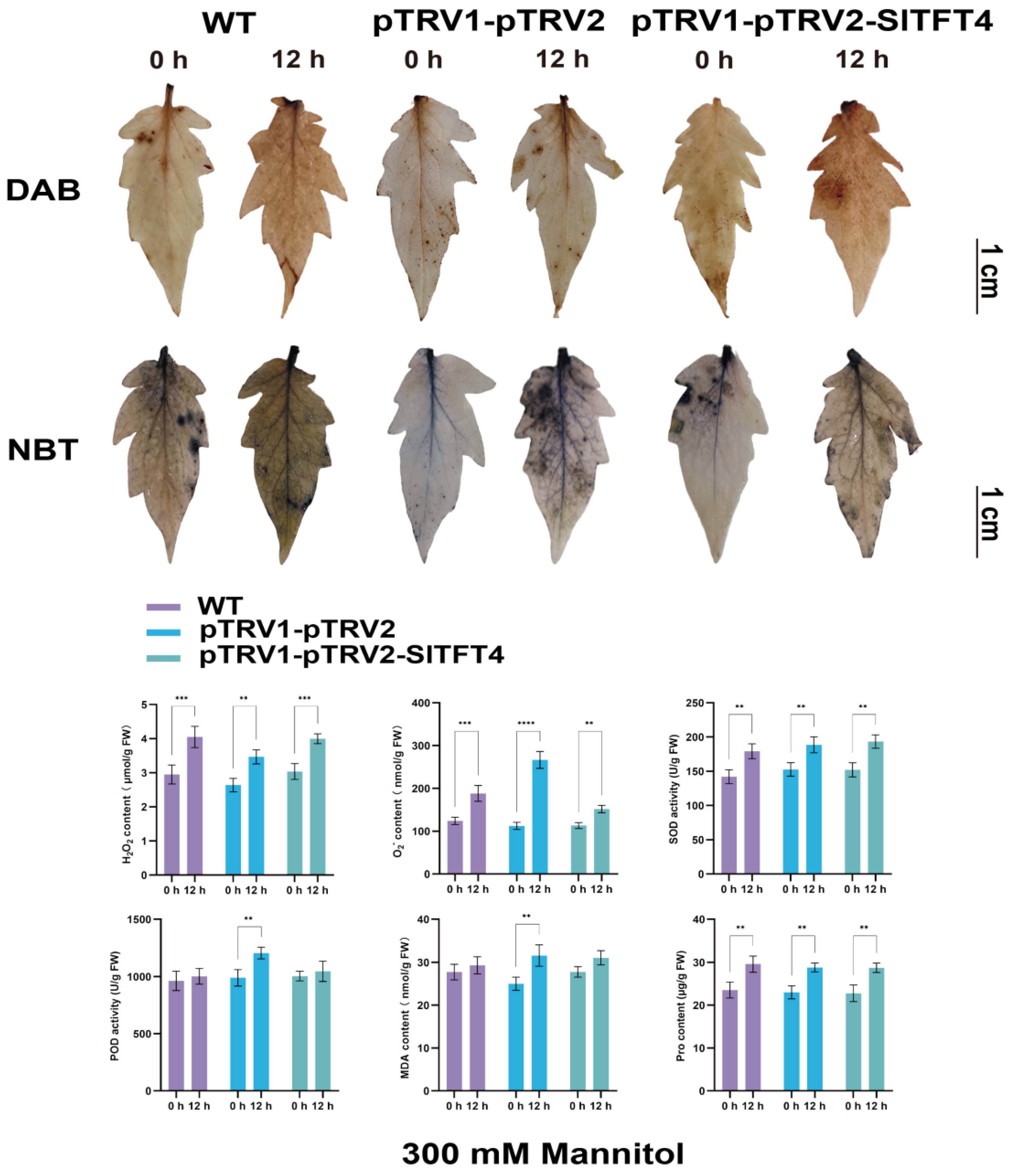 Plants 11 03491 g012