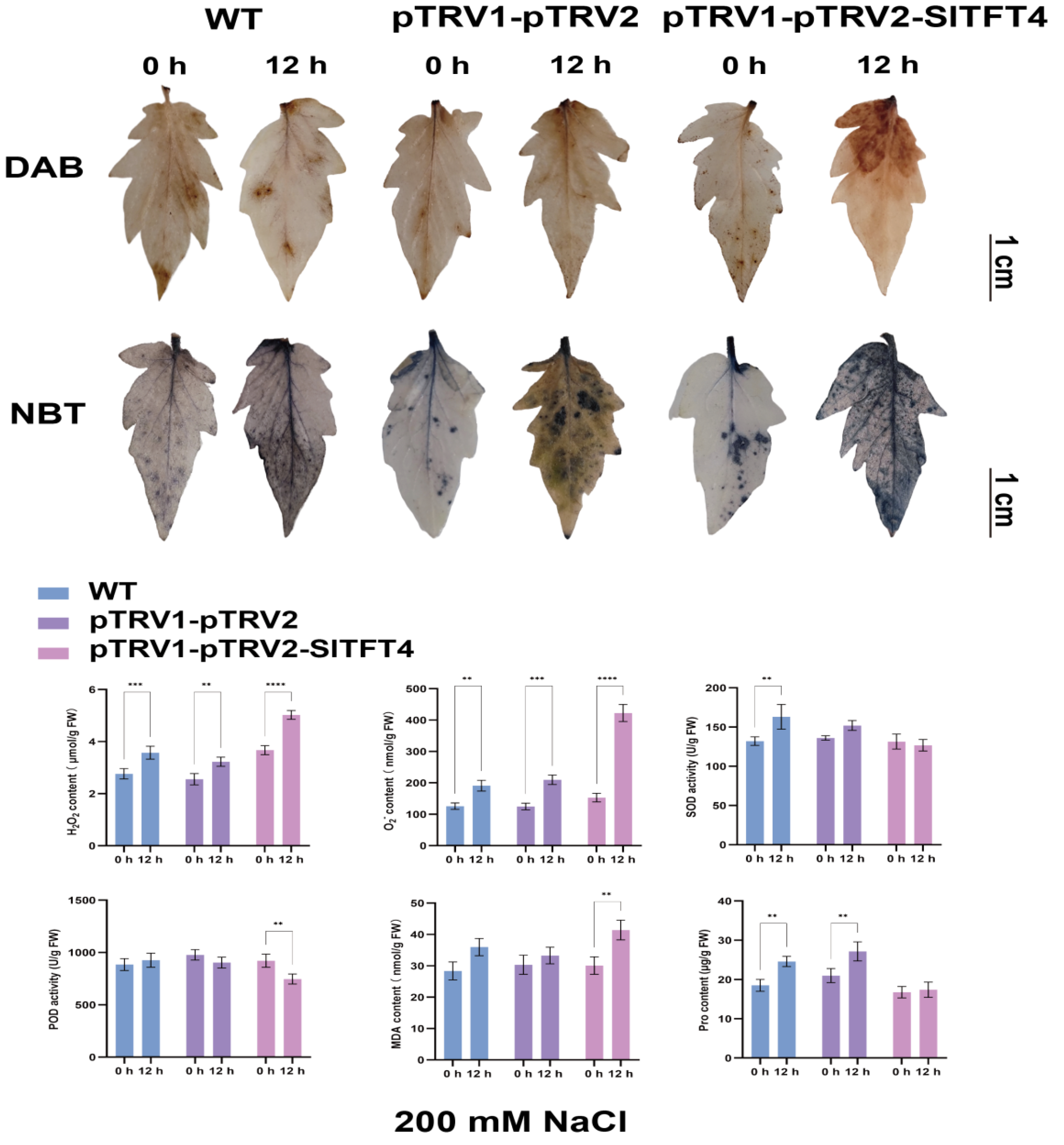 Plants 11 03491 g013