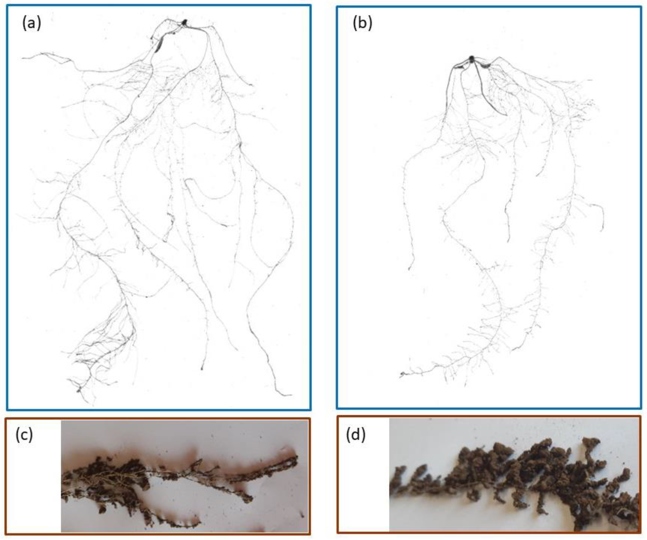 Plants 11 03492 g007