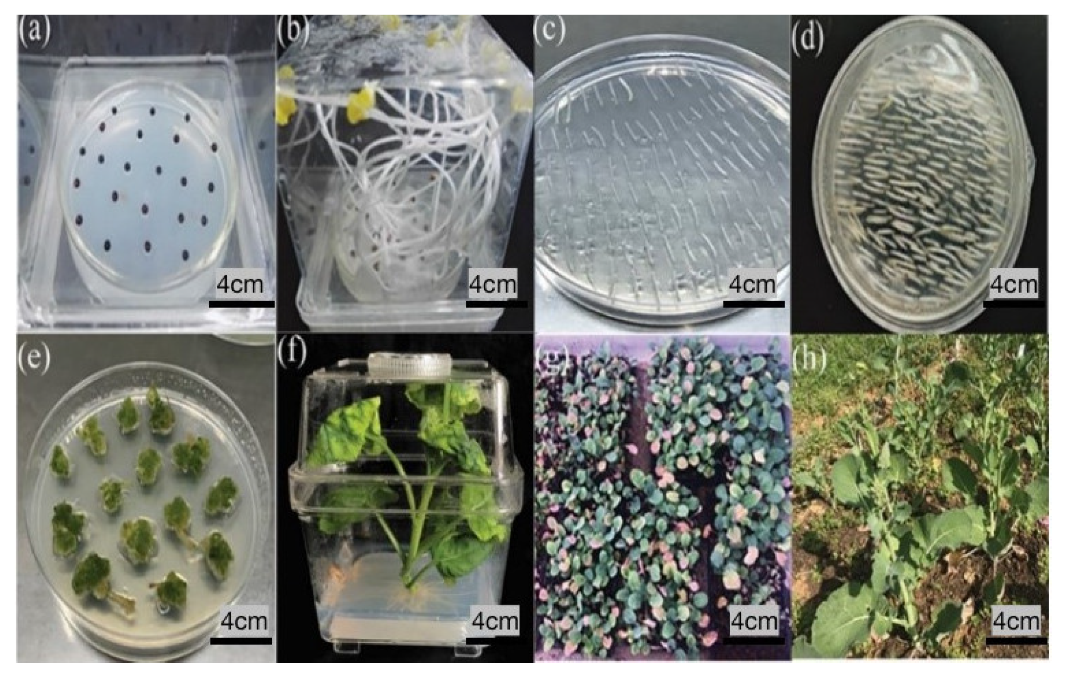 Plants 11 03501 g003