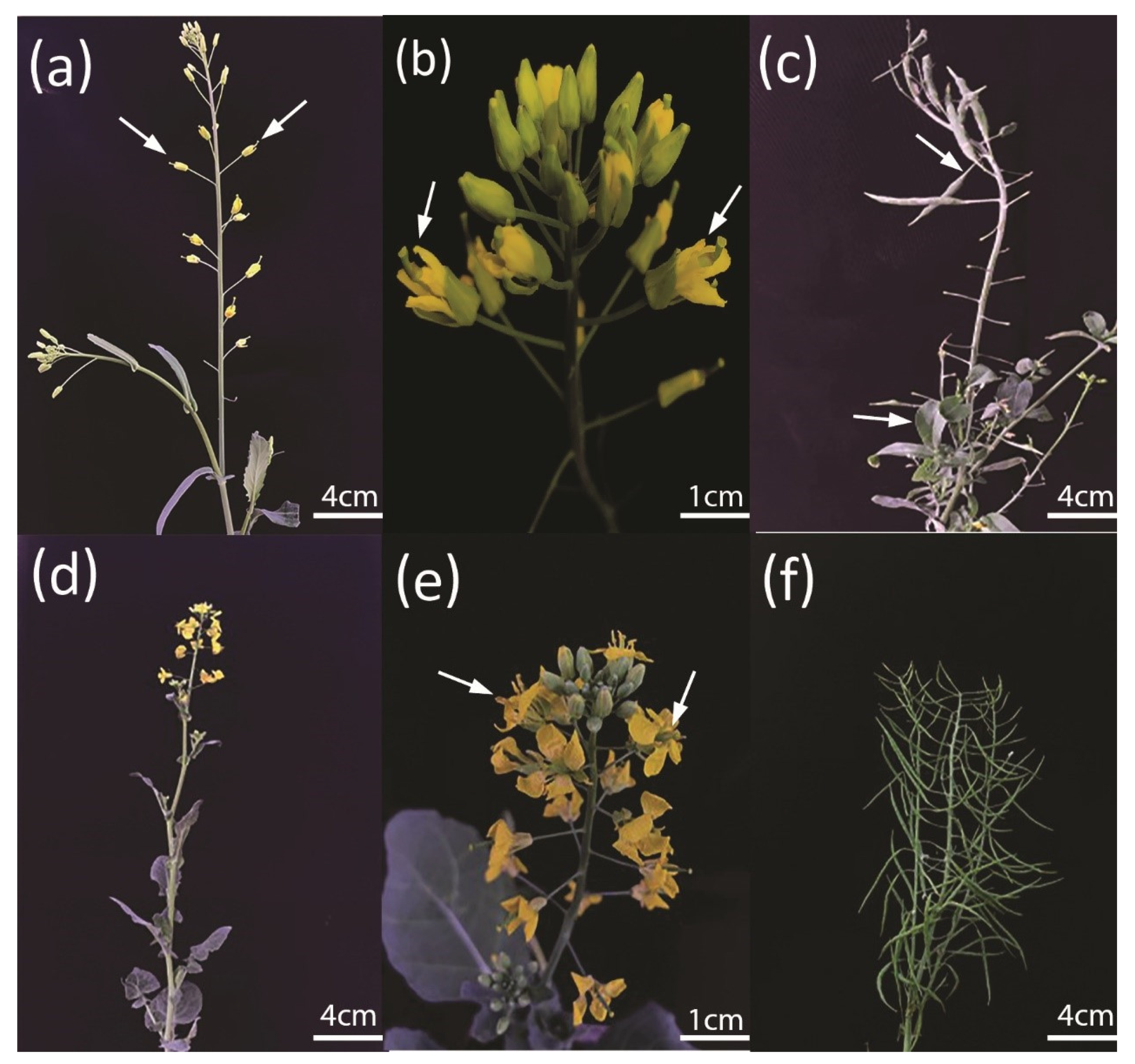 Plants 11 03501 g007