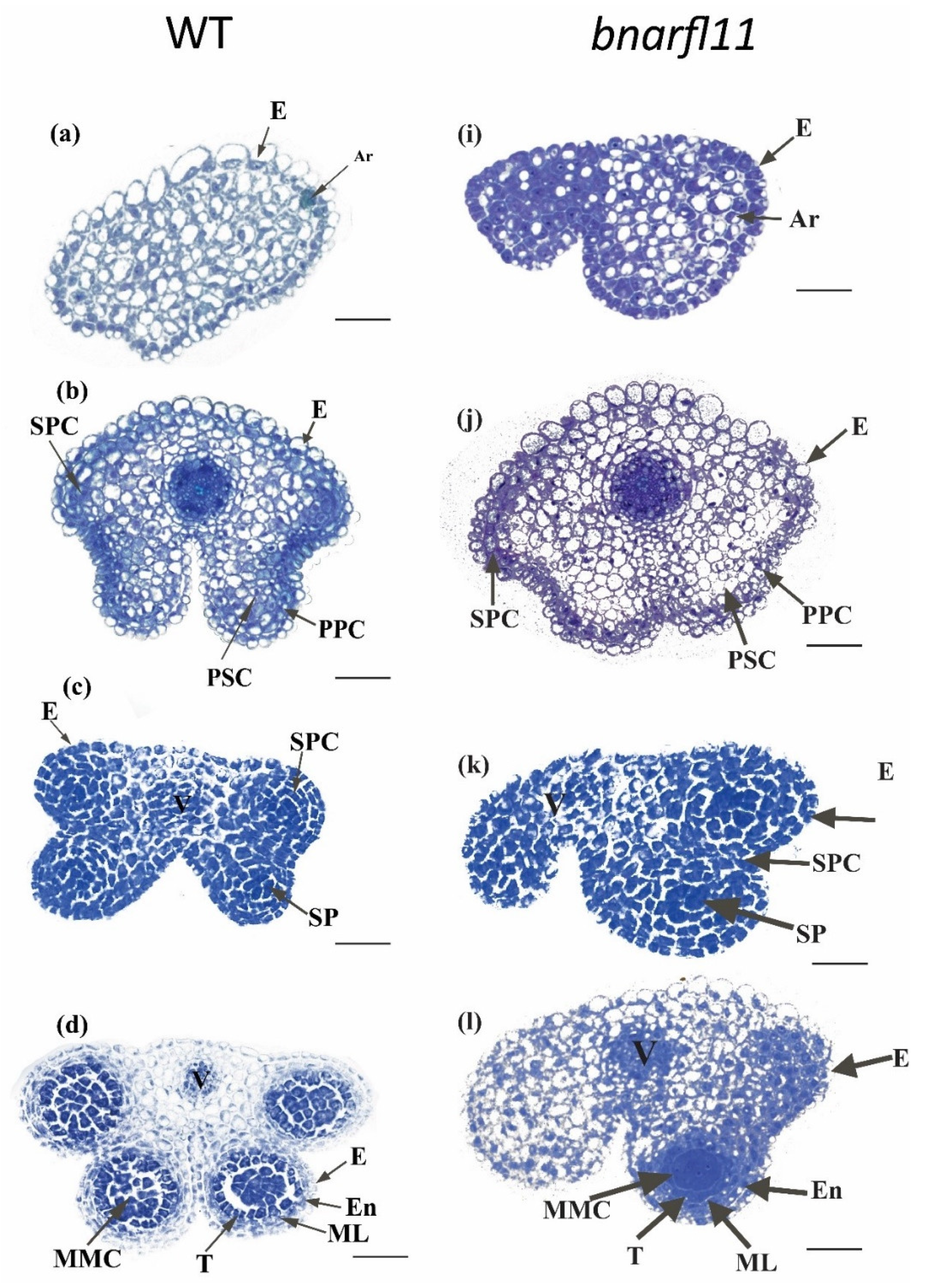 Plants 11 03501 g008a