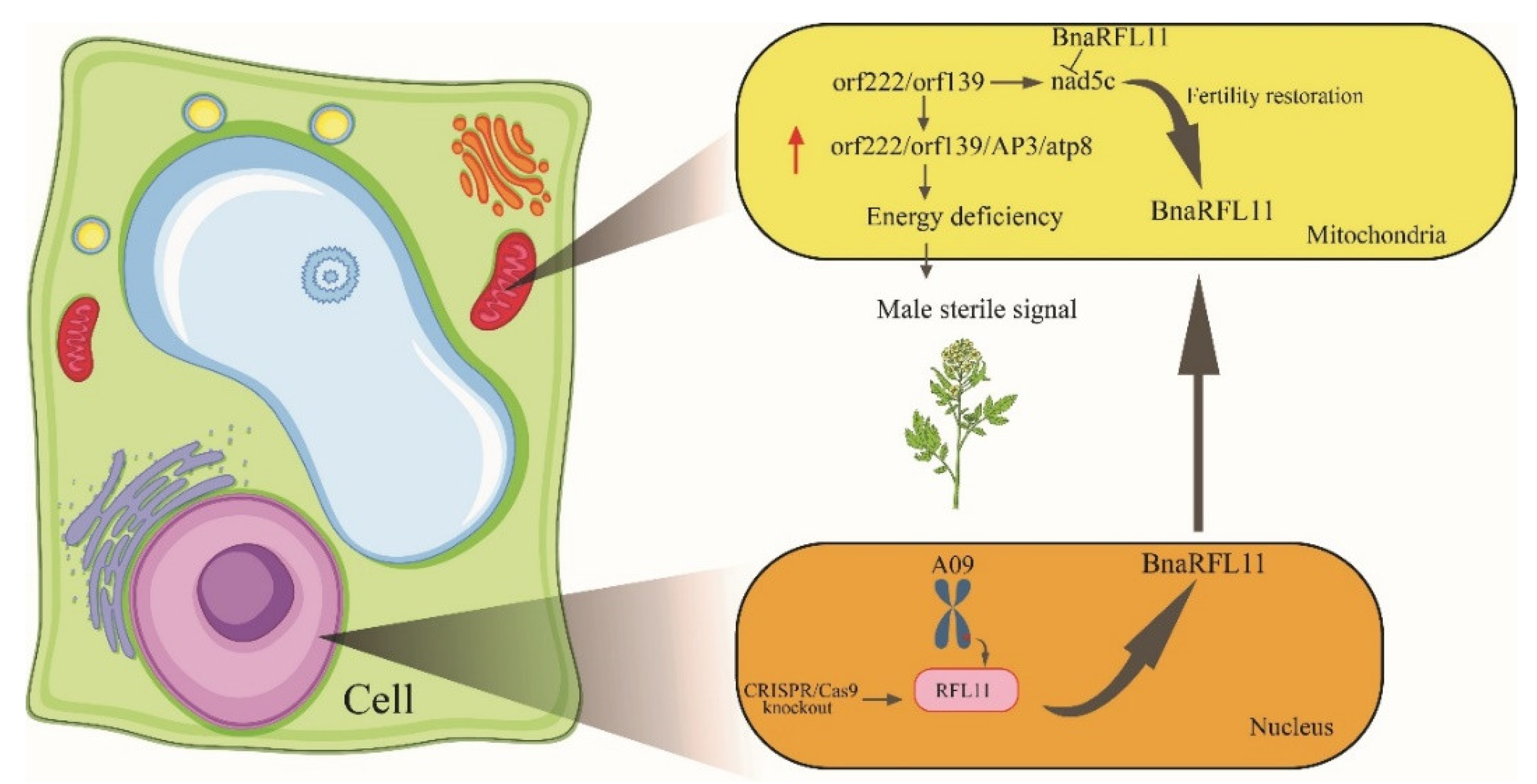 Plants 11 03501 g011
