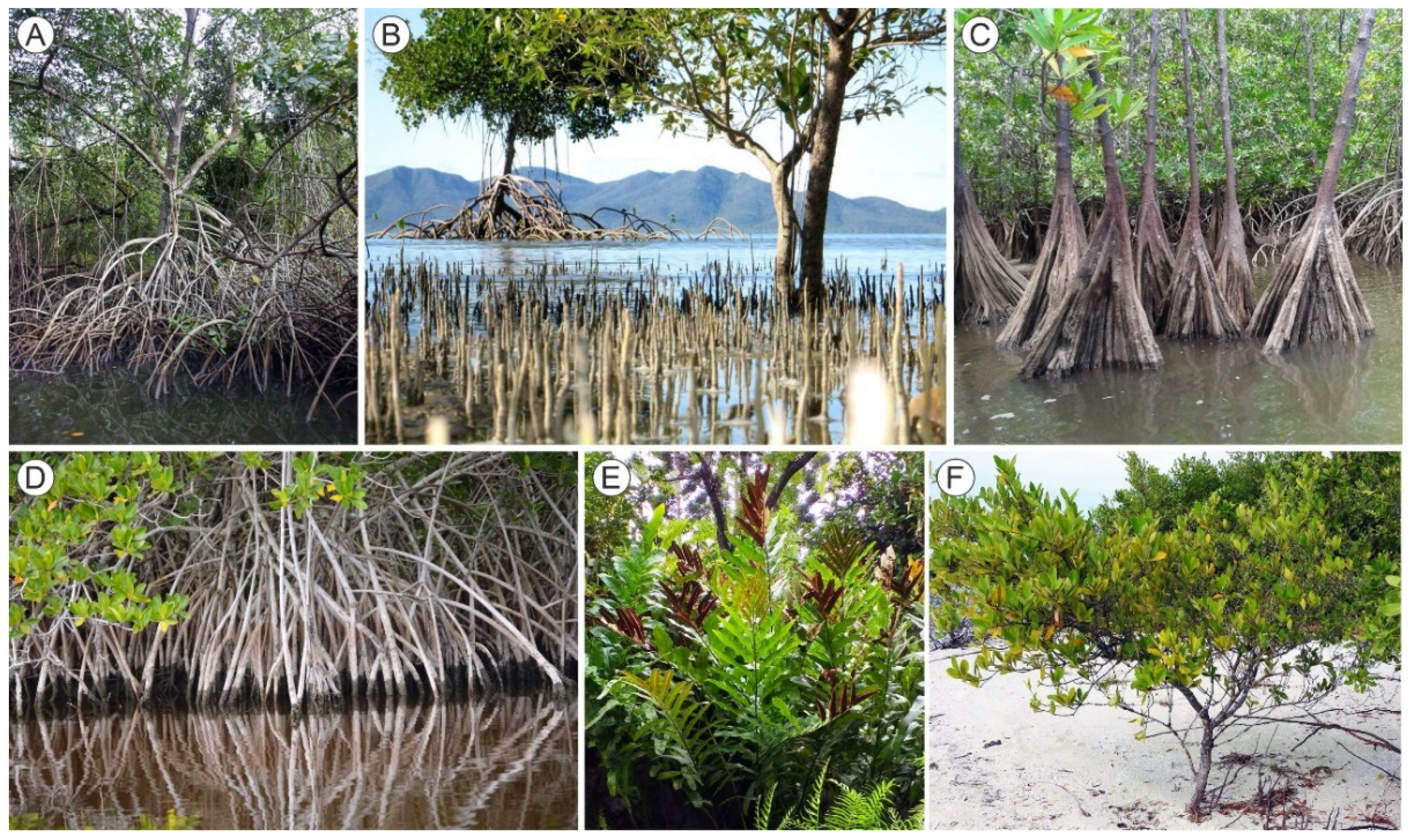 Plants 11 03502 g002