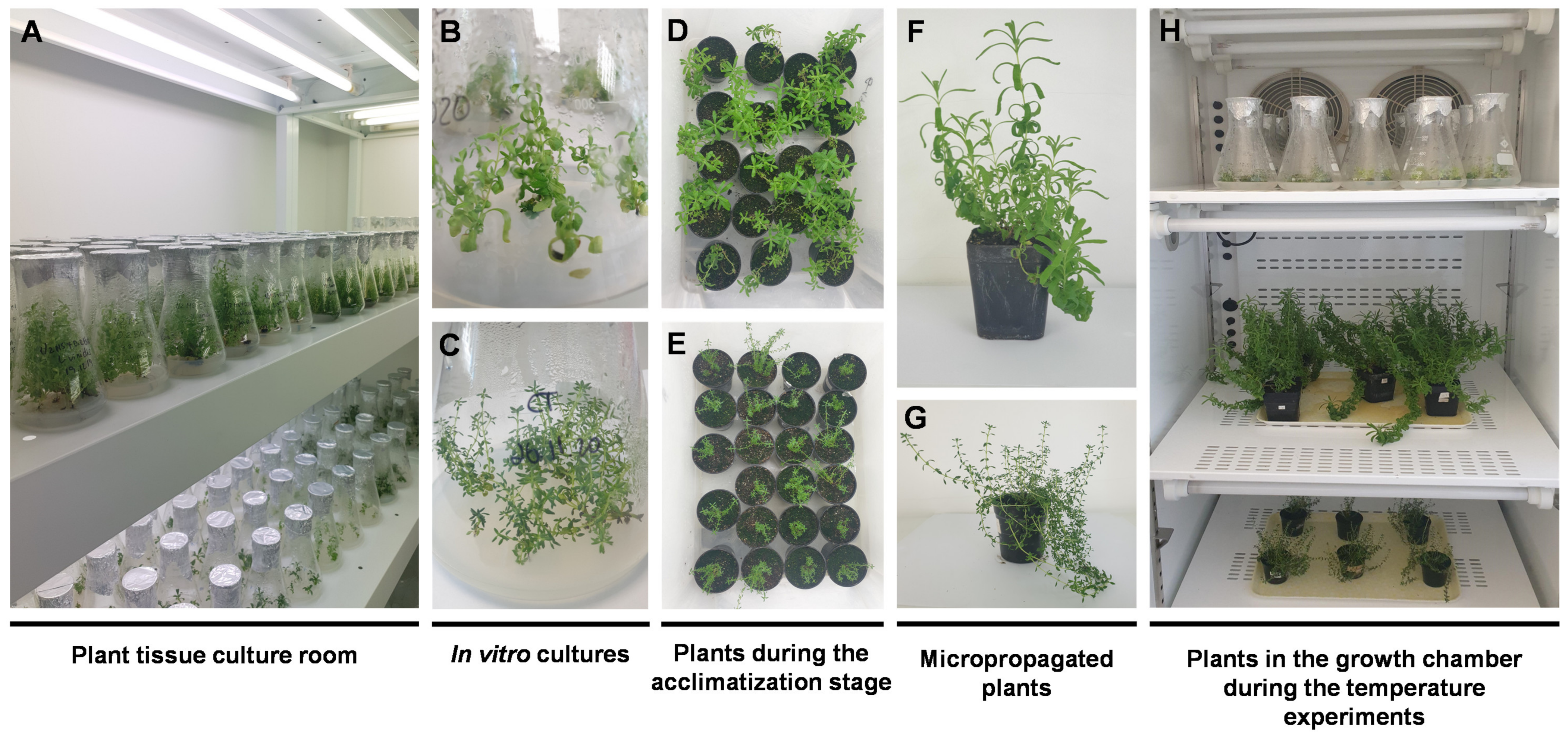 Plants 11 03516 g007