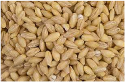 Plants 11 03519 i002