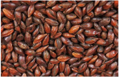 Plants 11 03519 i003