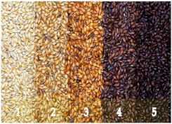 Plants 11 03519 i005