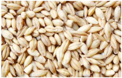 Plants 11 03519 i007