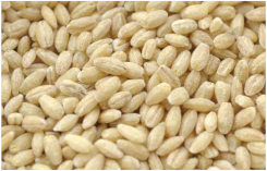 Plants 11 03519 i009