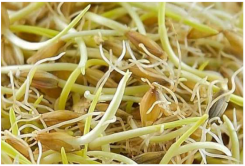 Plants 11 03519 i012