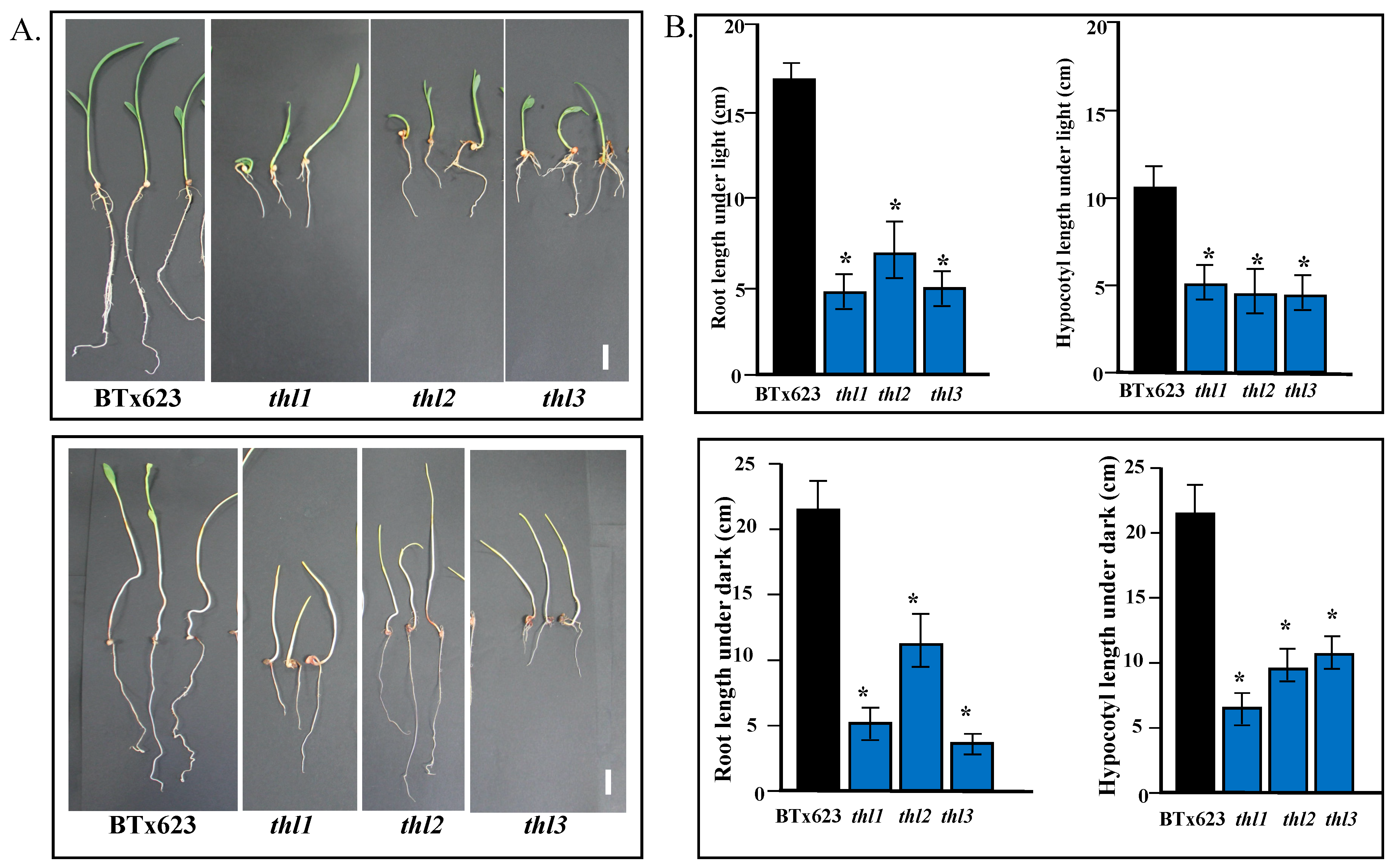 Plants 11 03531 g004