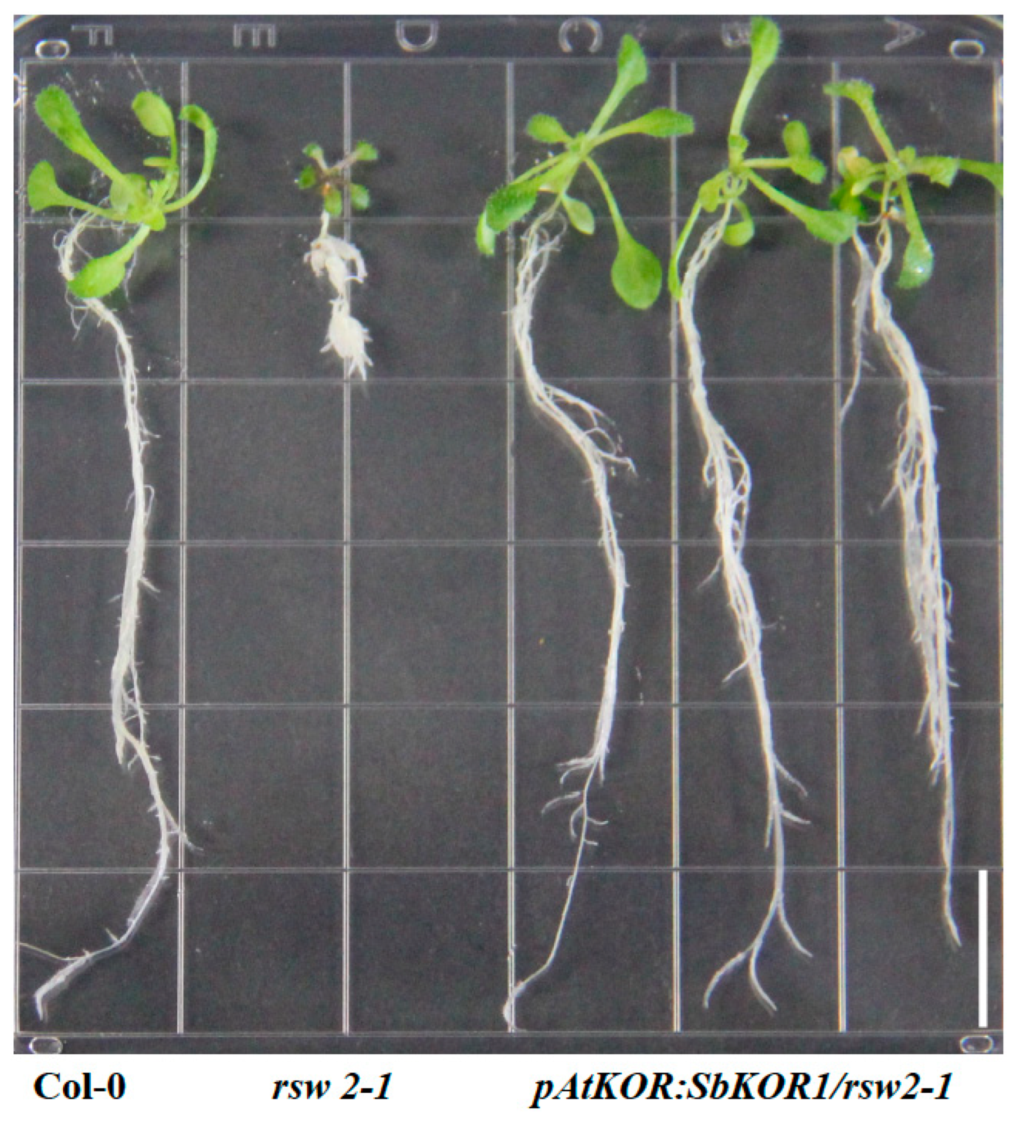 Plants 11 03531 g005