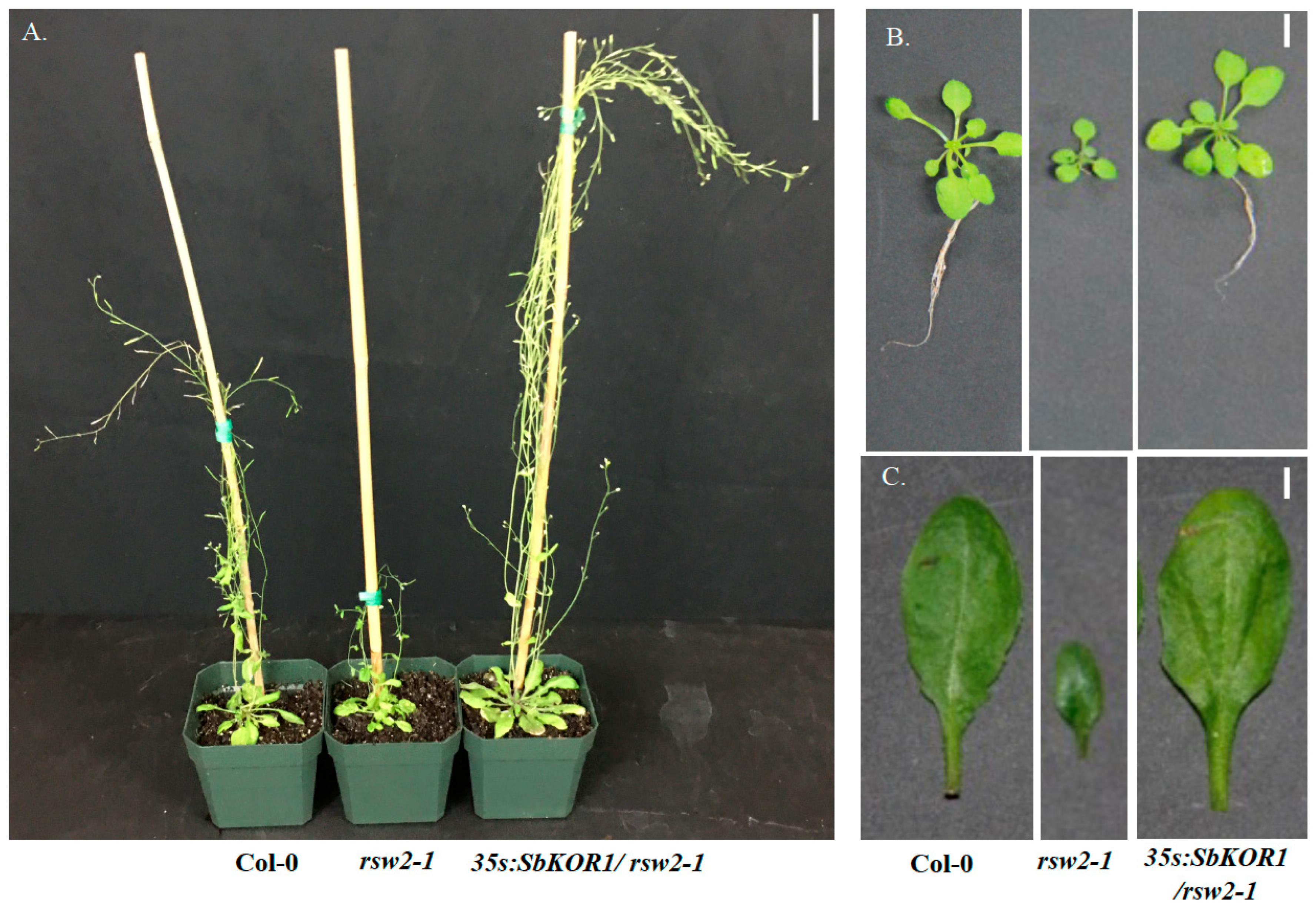 Plants 11 03531 g006