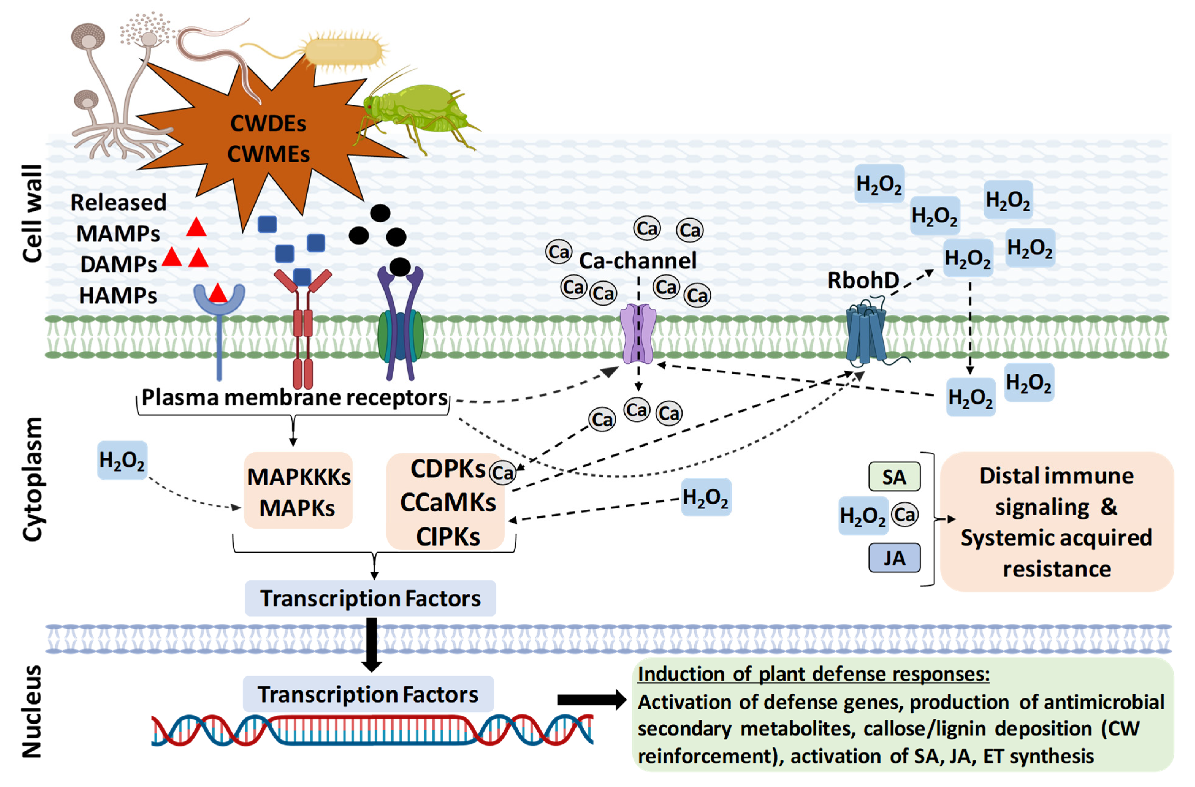 Plants 11 03539 g001