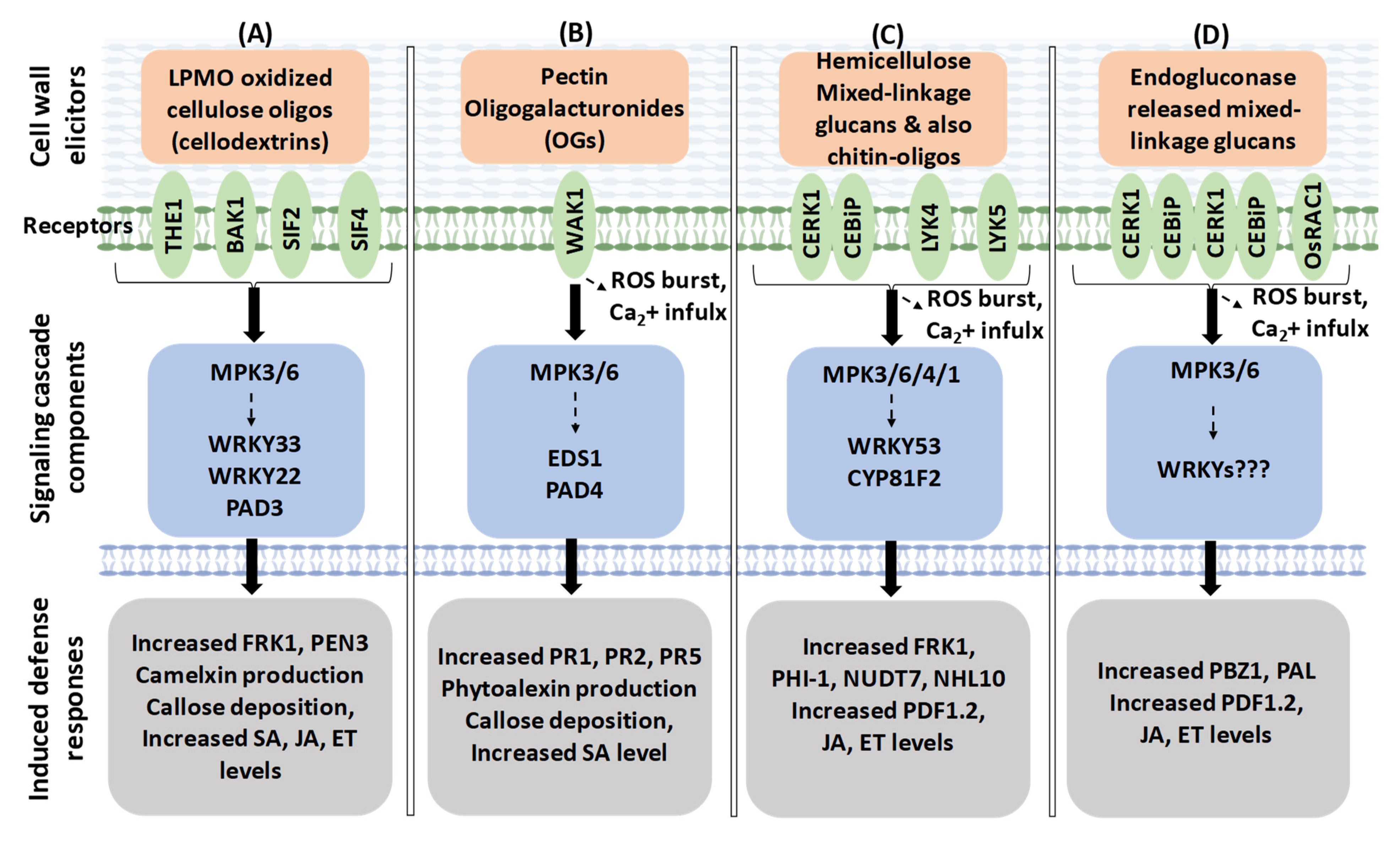 Plants 11 03539 g003