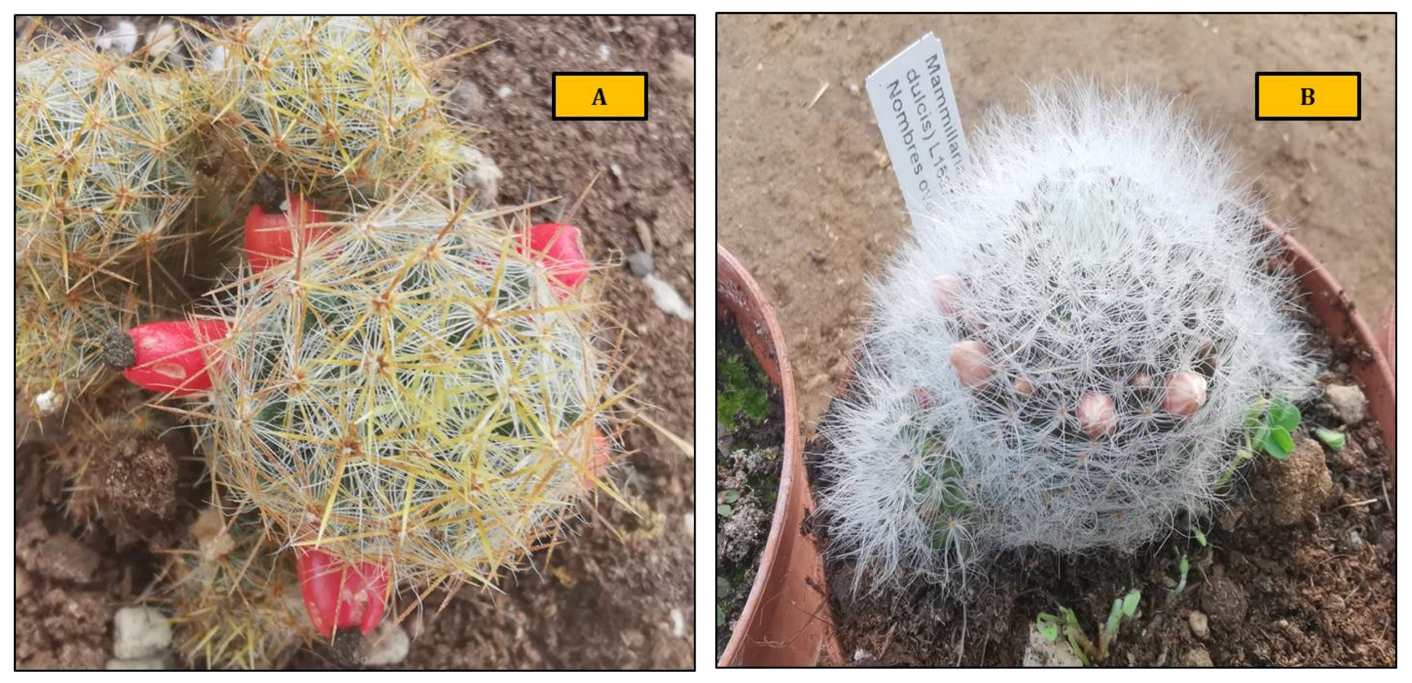 Plants 11 03586 g001