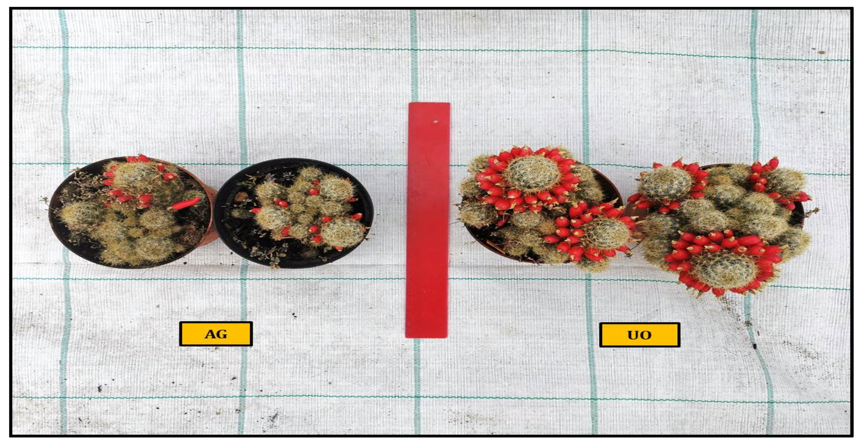 Plants 11 03586 g002