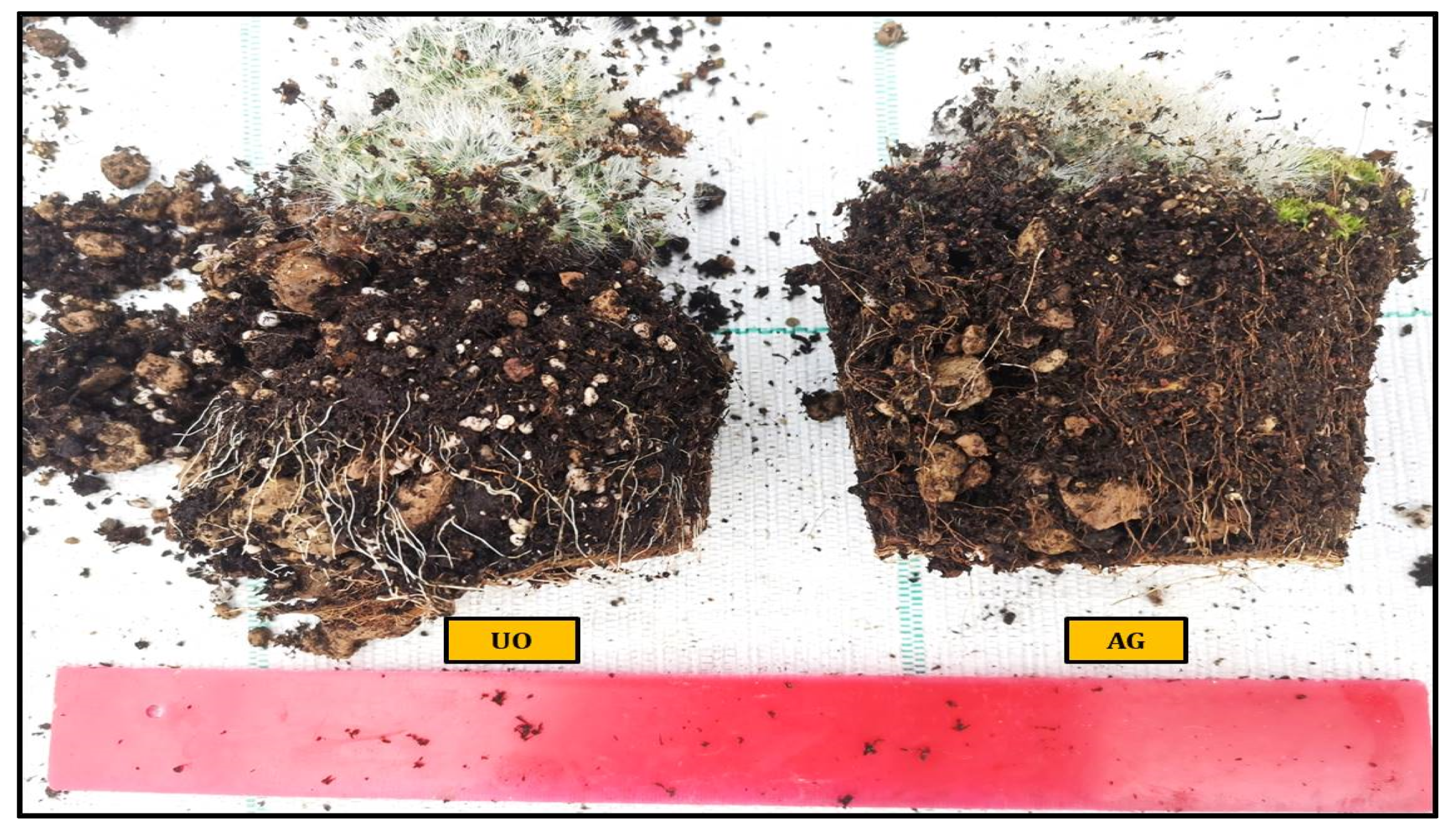 Plants 11 03586 g003