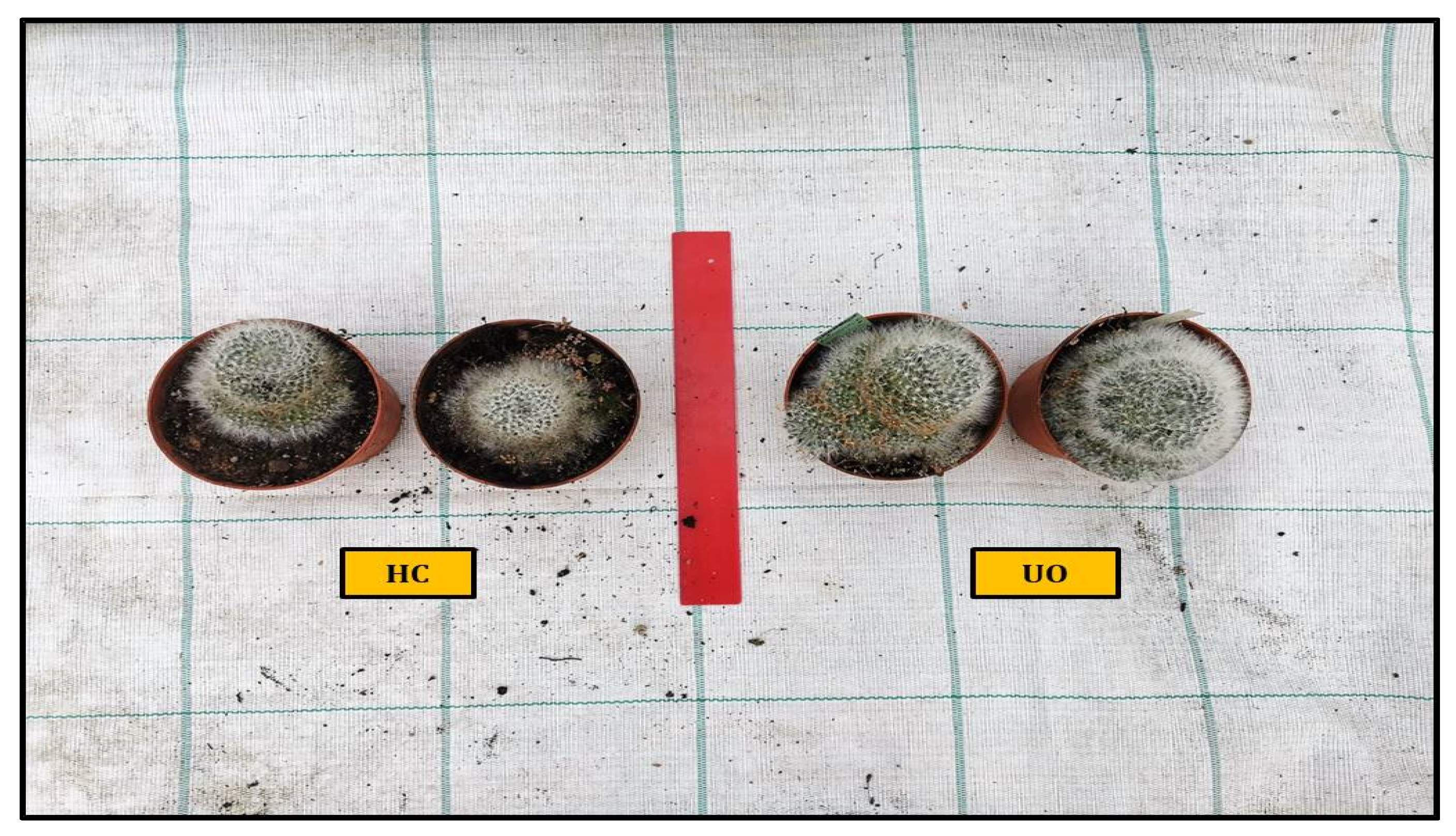 Plants 11 03586 g004