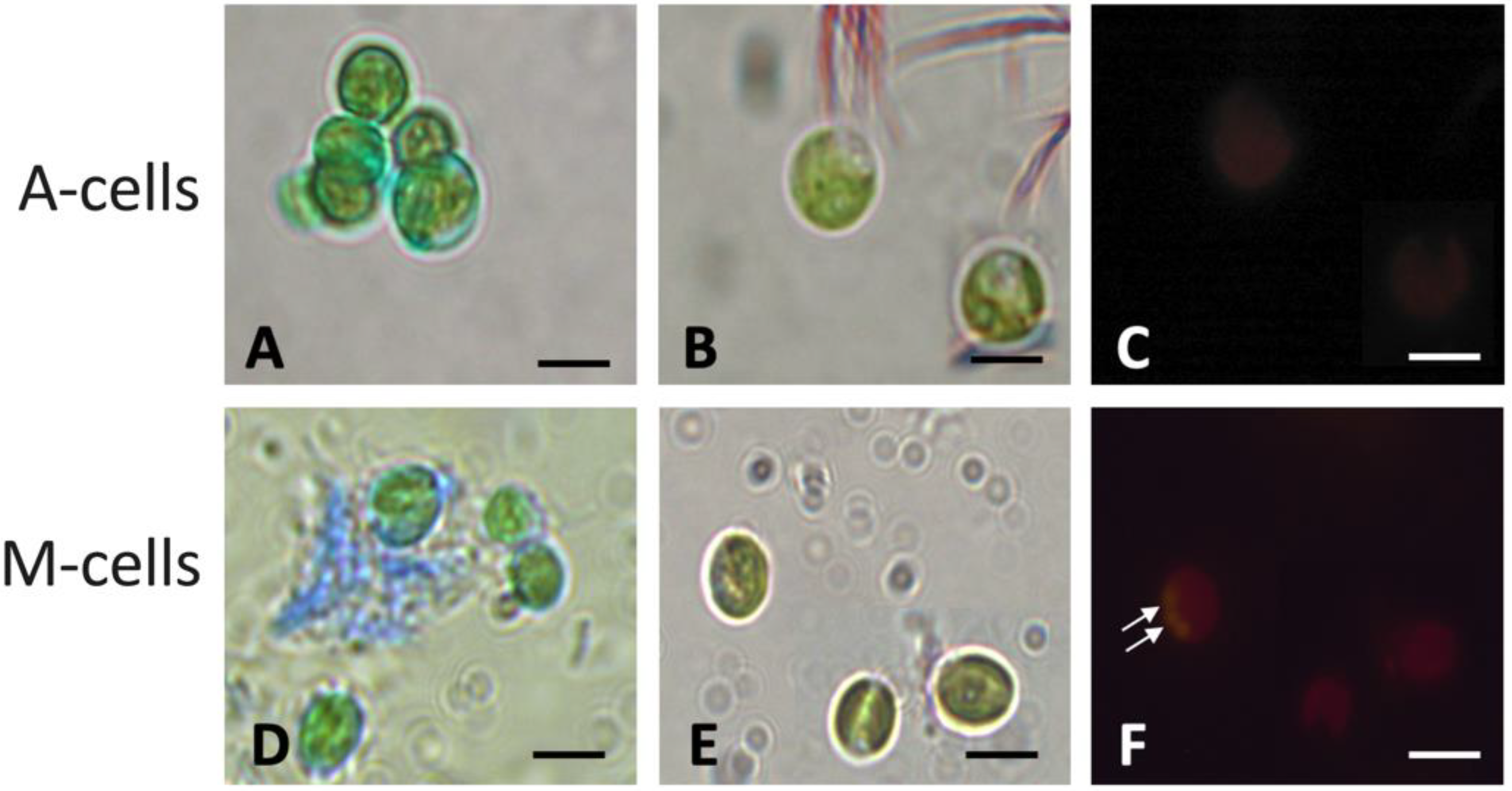 Plants 12 00026 g005