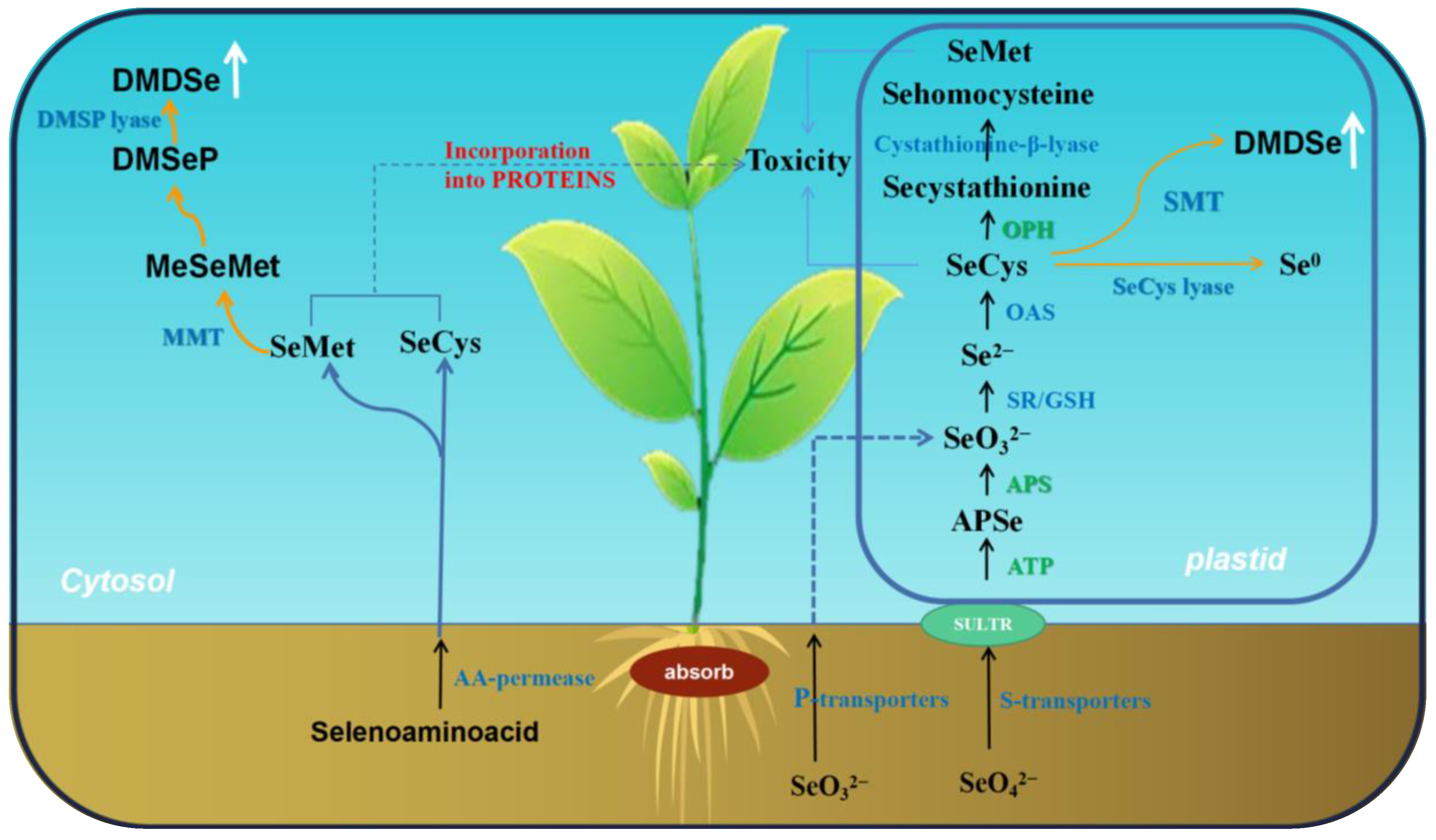 Plants 12 00044 g001
