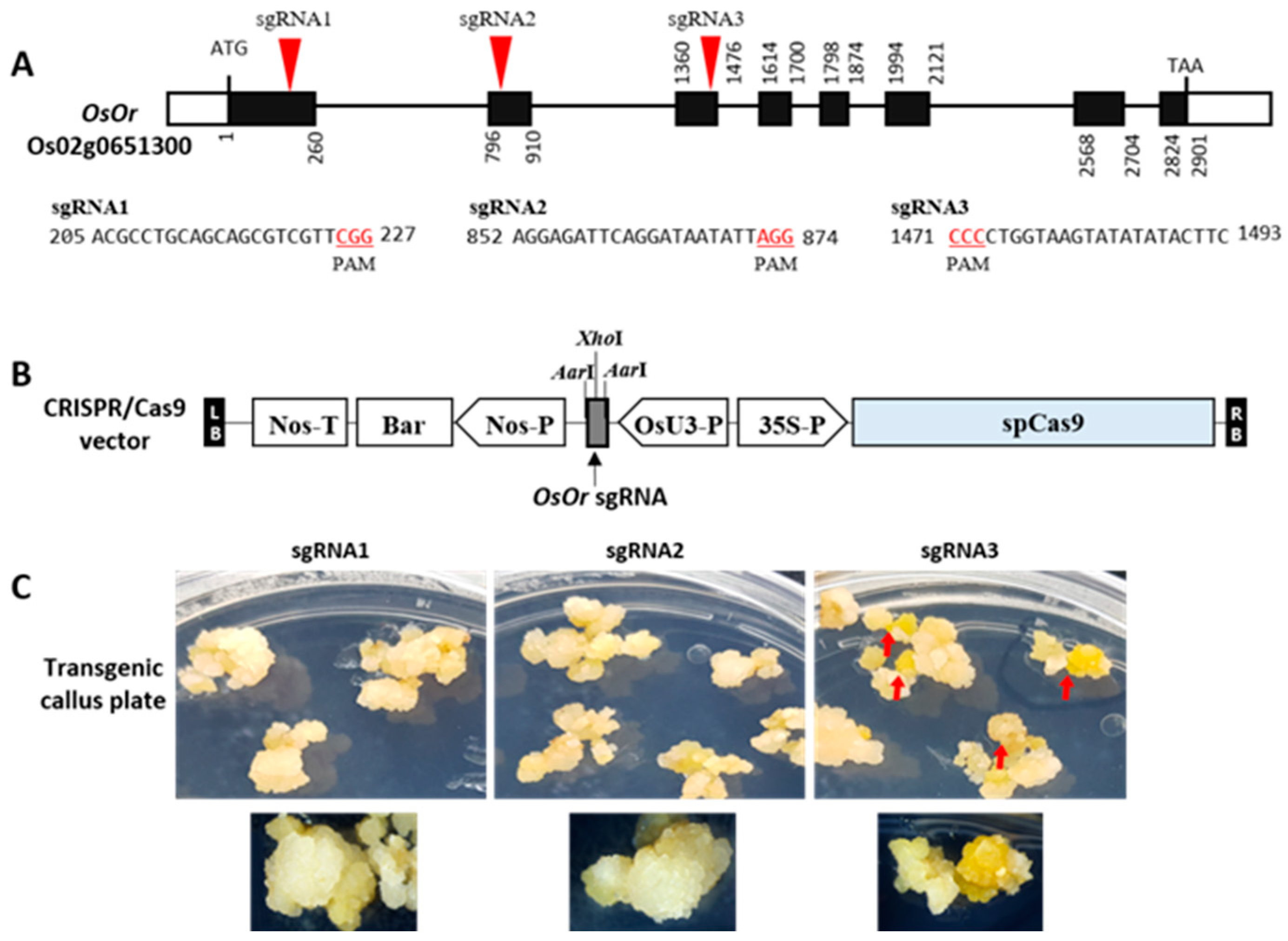 Plants 12 00056 g001