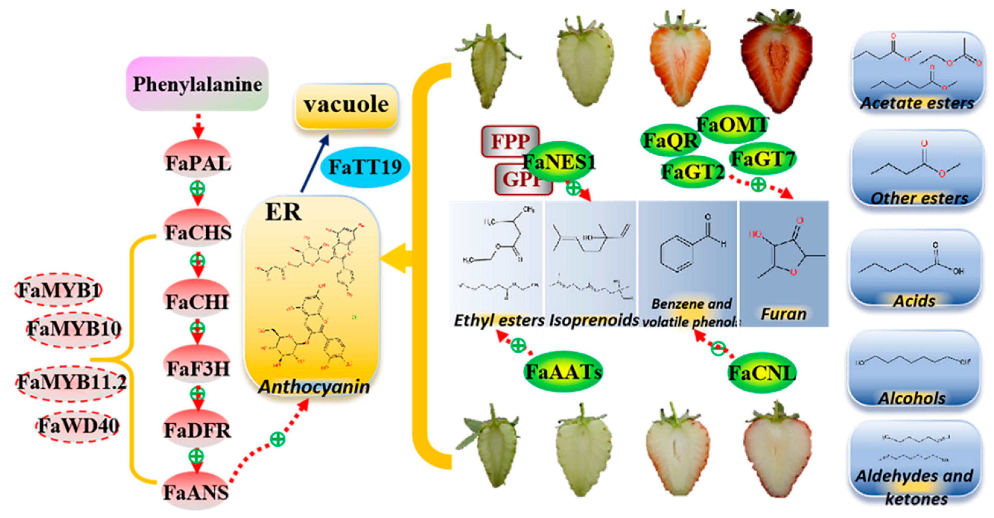 Plants 12 00082 g008