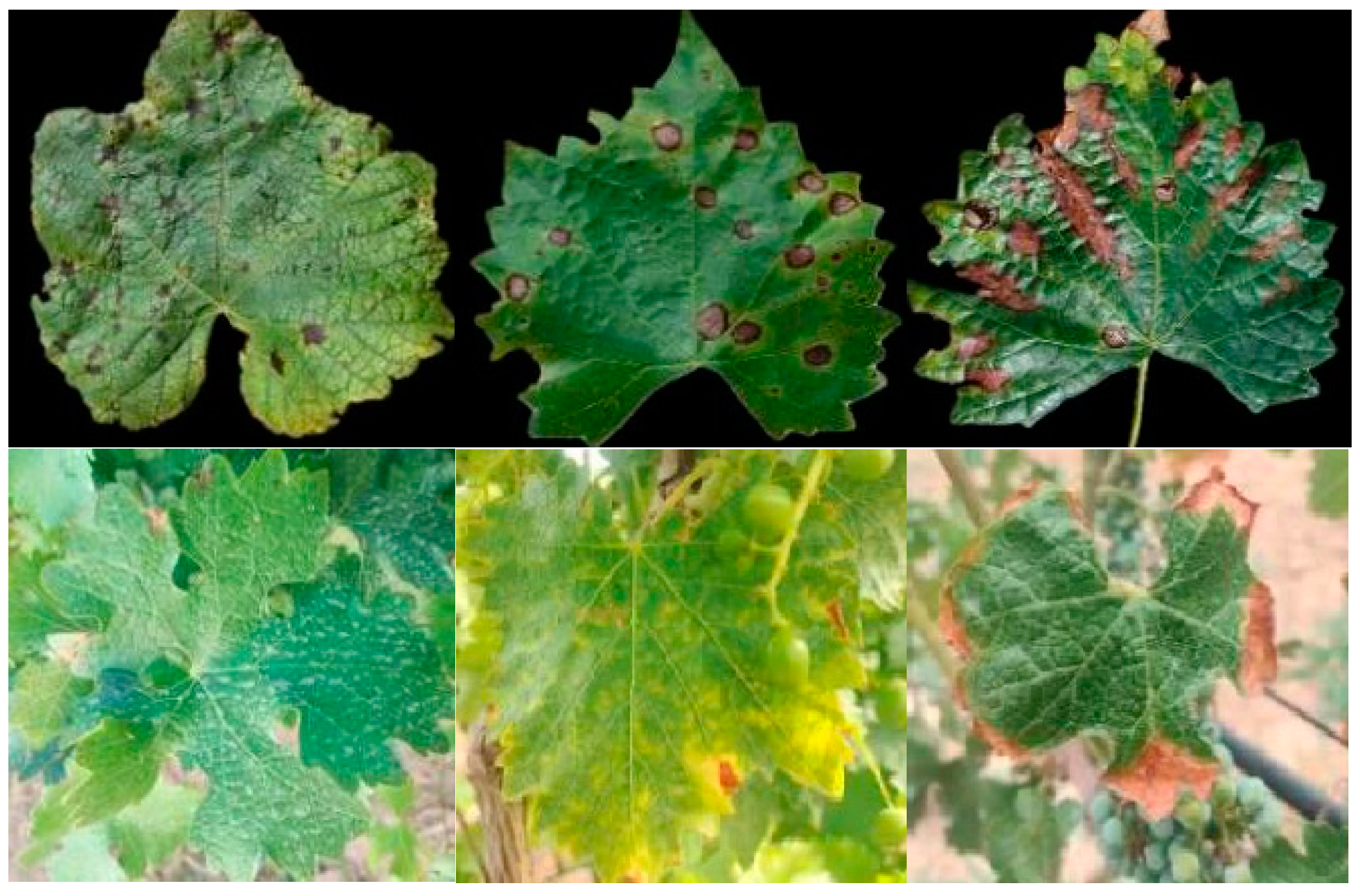 Plants 12 00106 g002 Plants 12 00106 g002