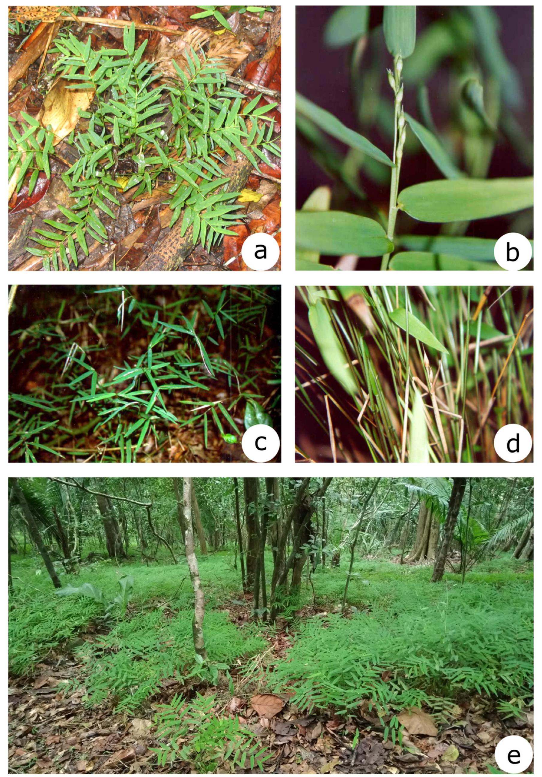 Plants 12 00107 g001
