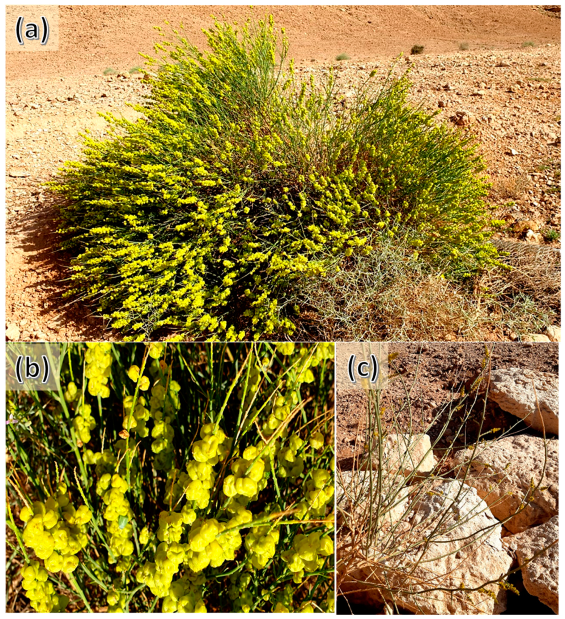 Plants 12 00110 g006