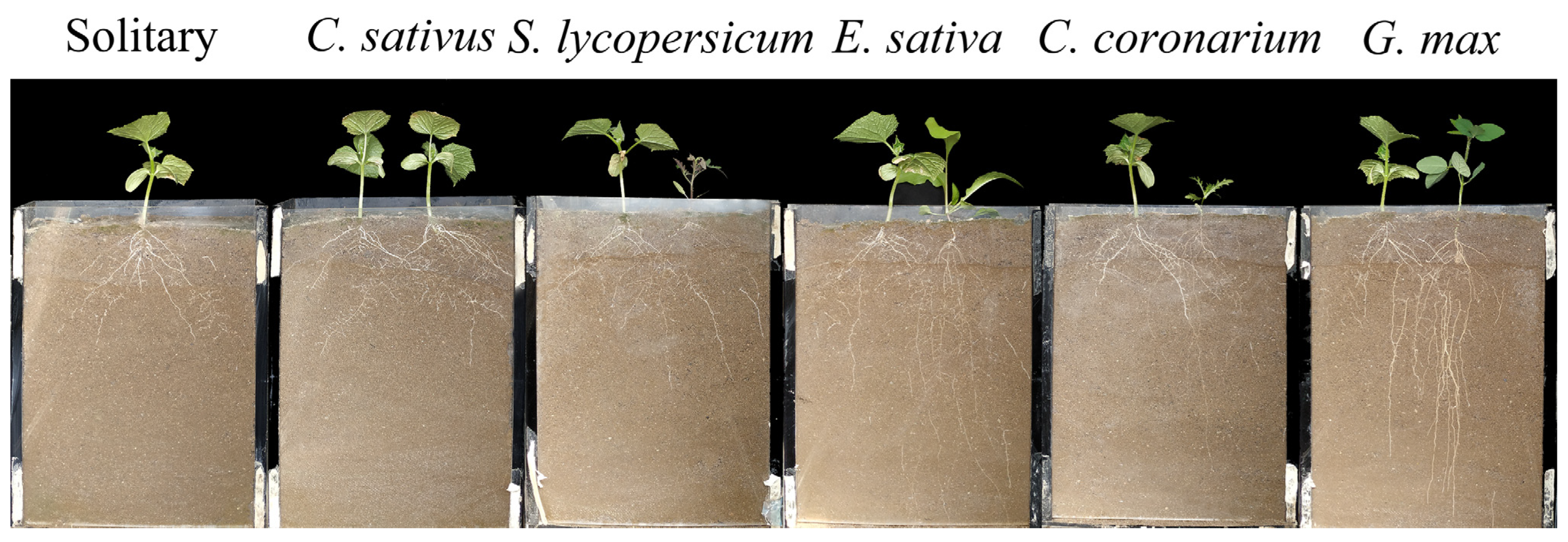 Plants 12 00139 g001 Plants 12 00139 g001