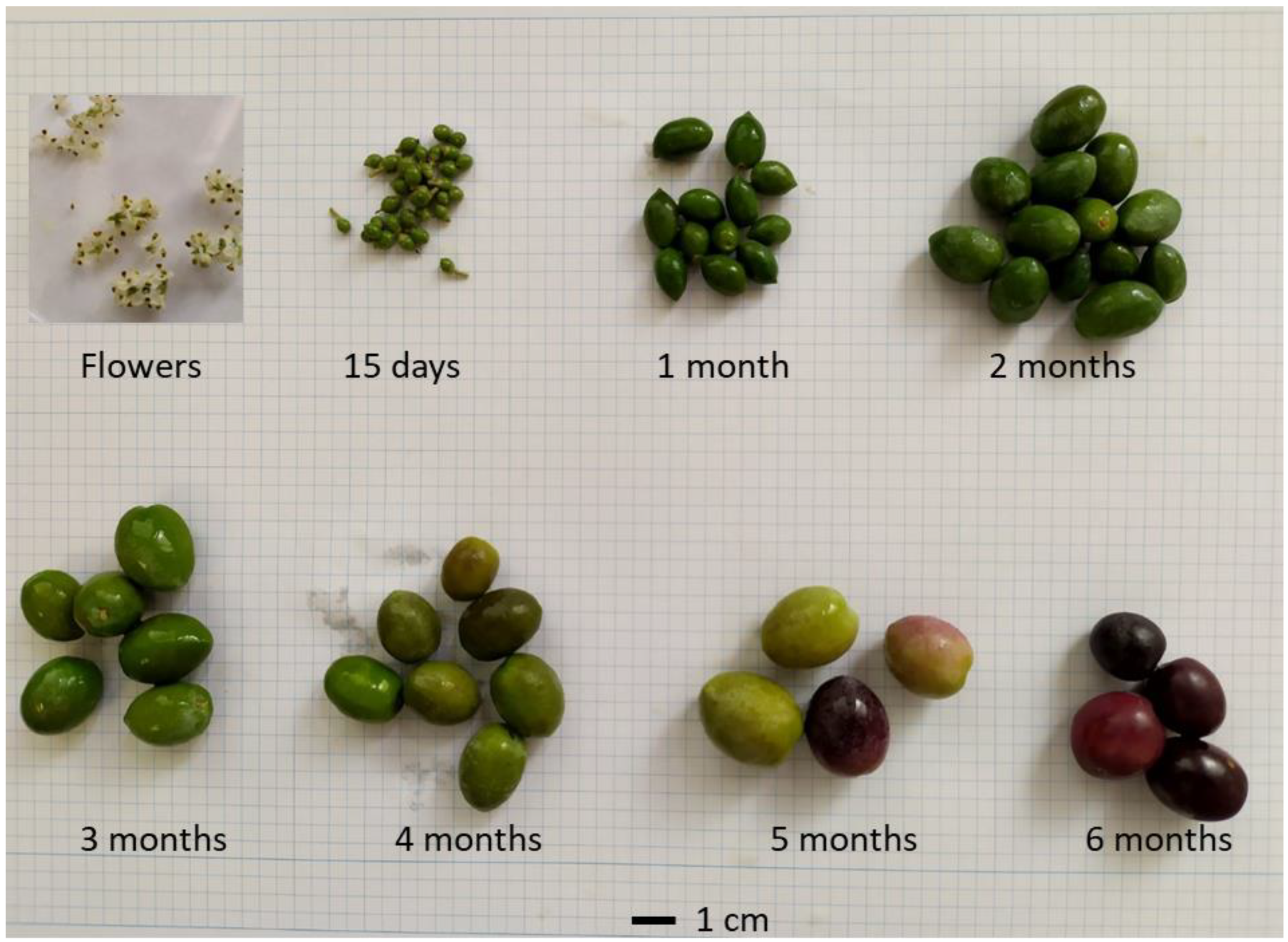 Plants 12 00155 g004 Plants 12 00155 g004