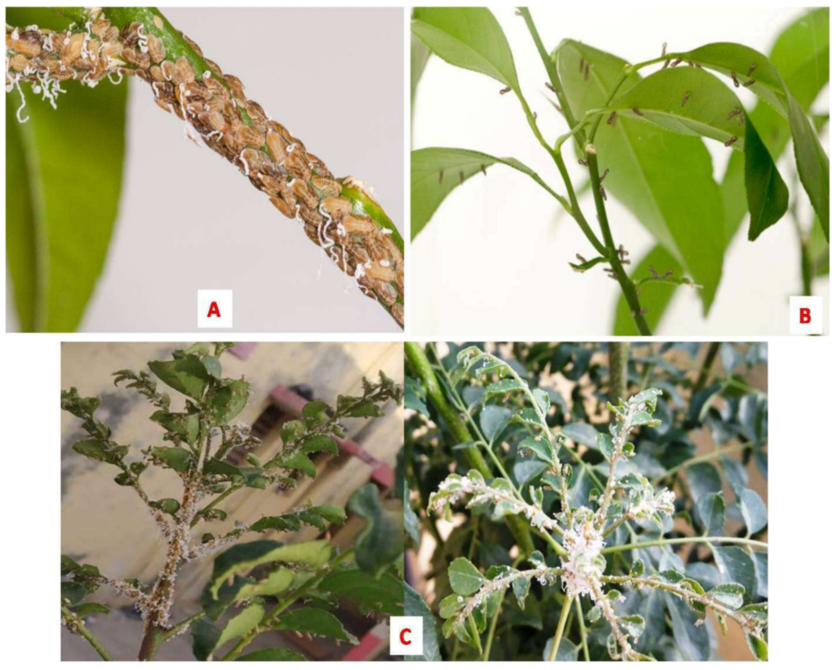 Plants 12 00160 g003