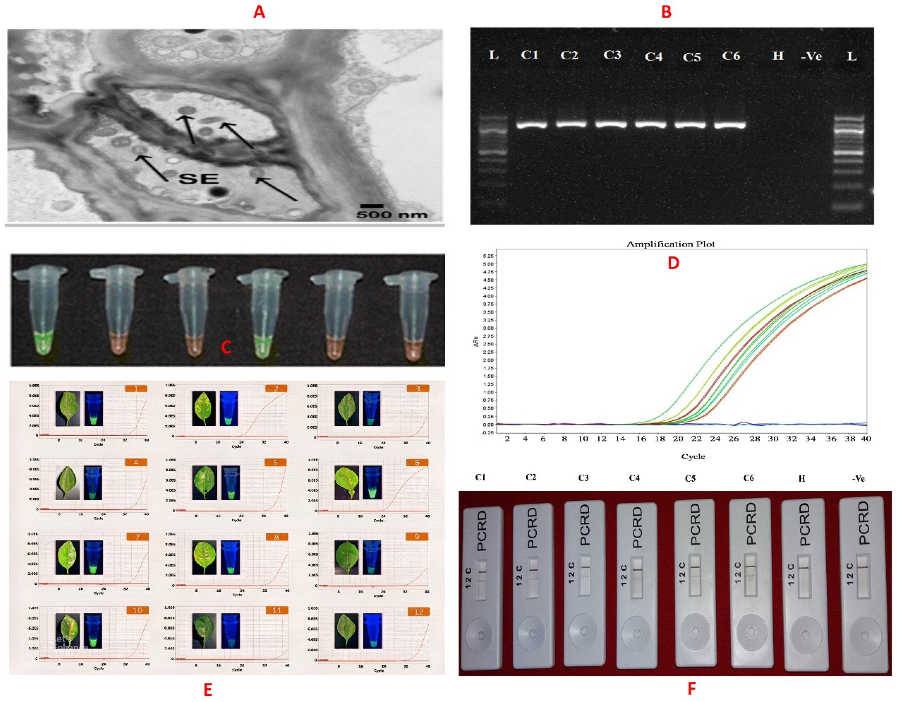 Plants 12 00160 g004