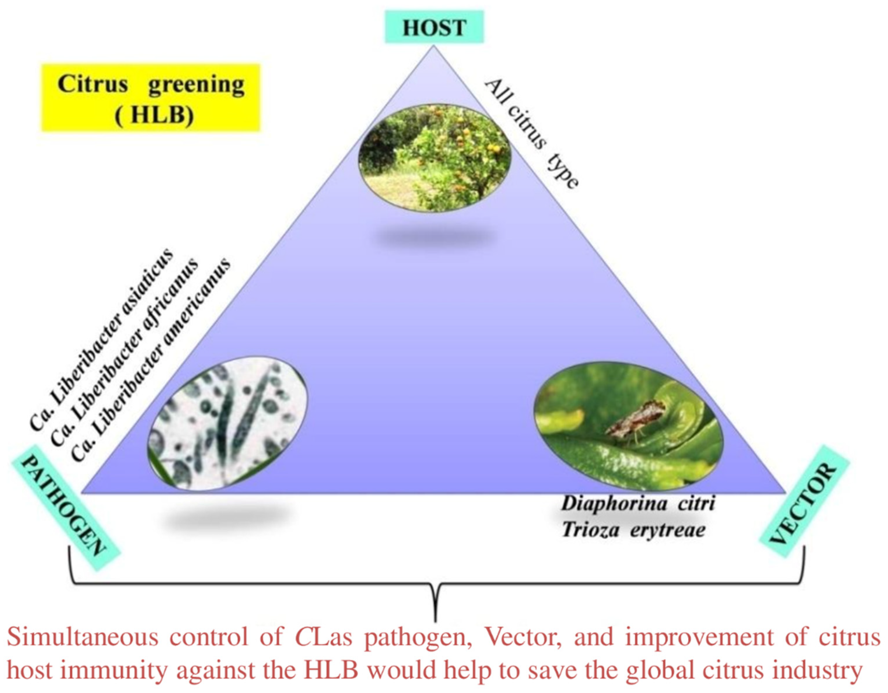 Plants 12 00160 g006