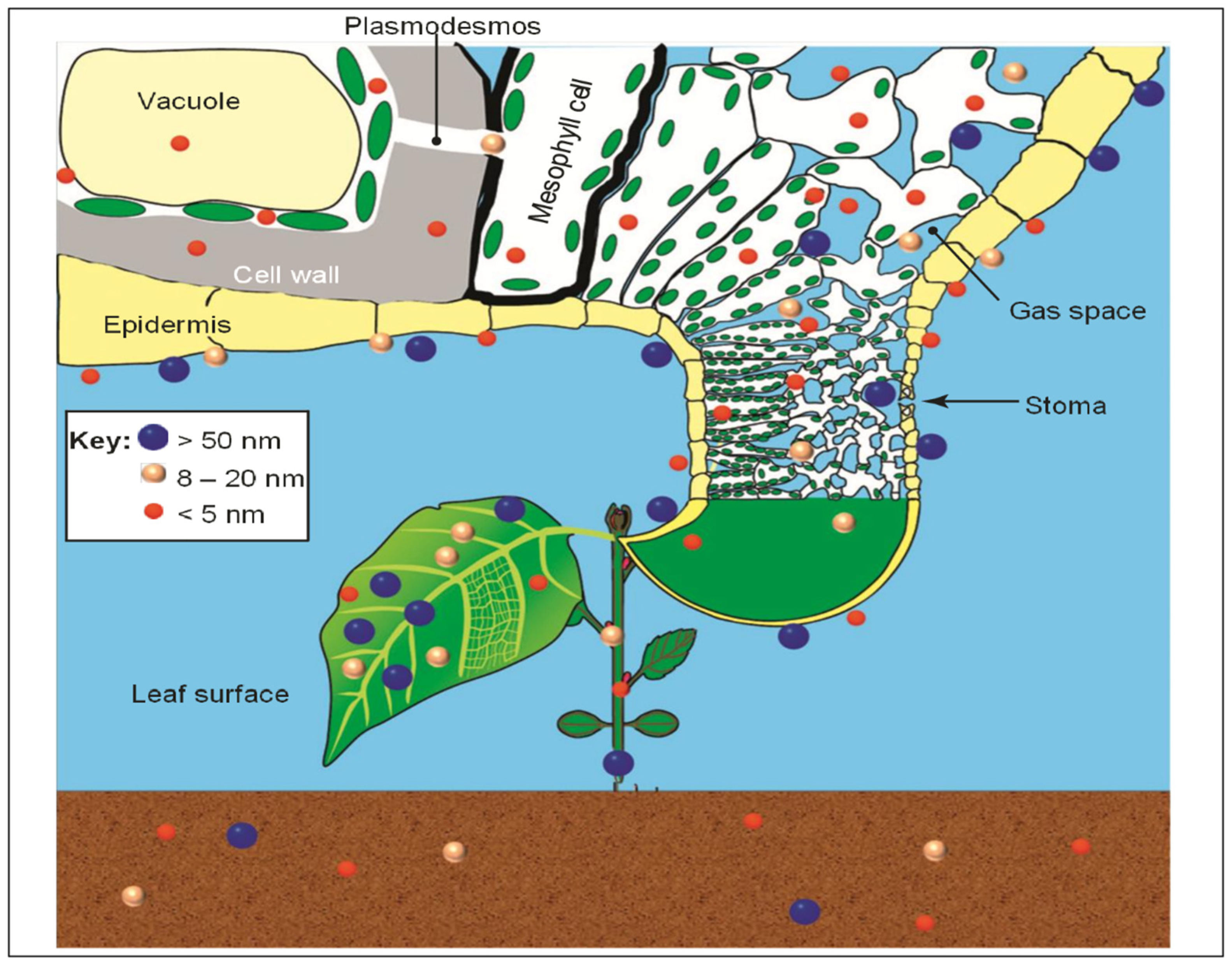 Plants 12 00160 g008