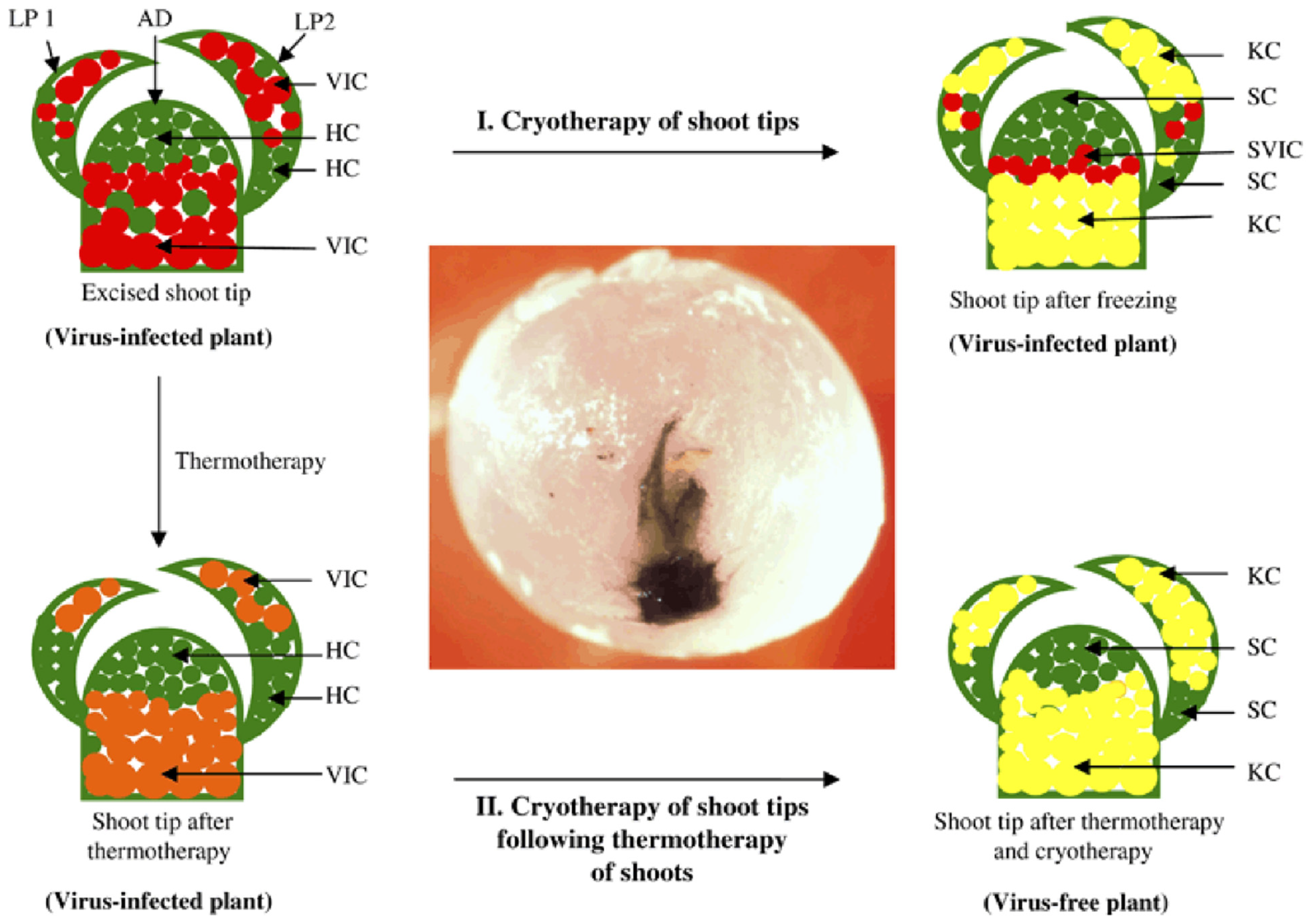 Plants 12 00160 g009