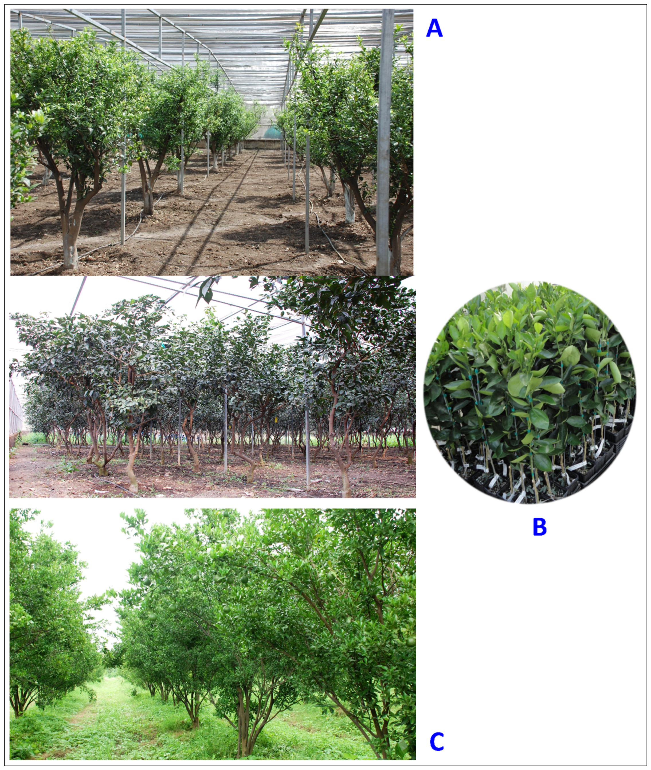 Plants 12 00160 g013