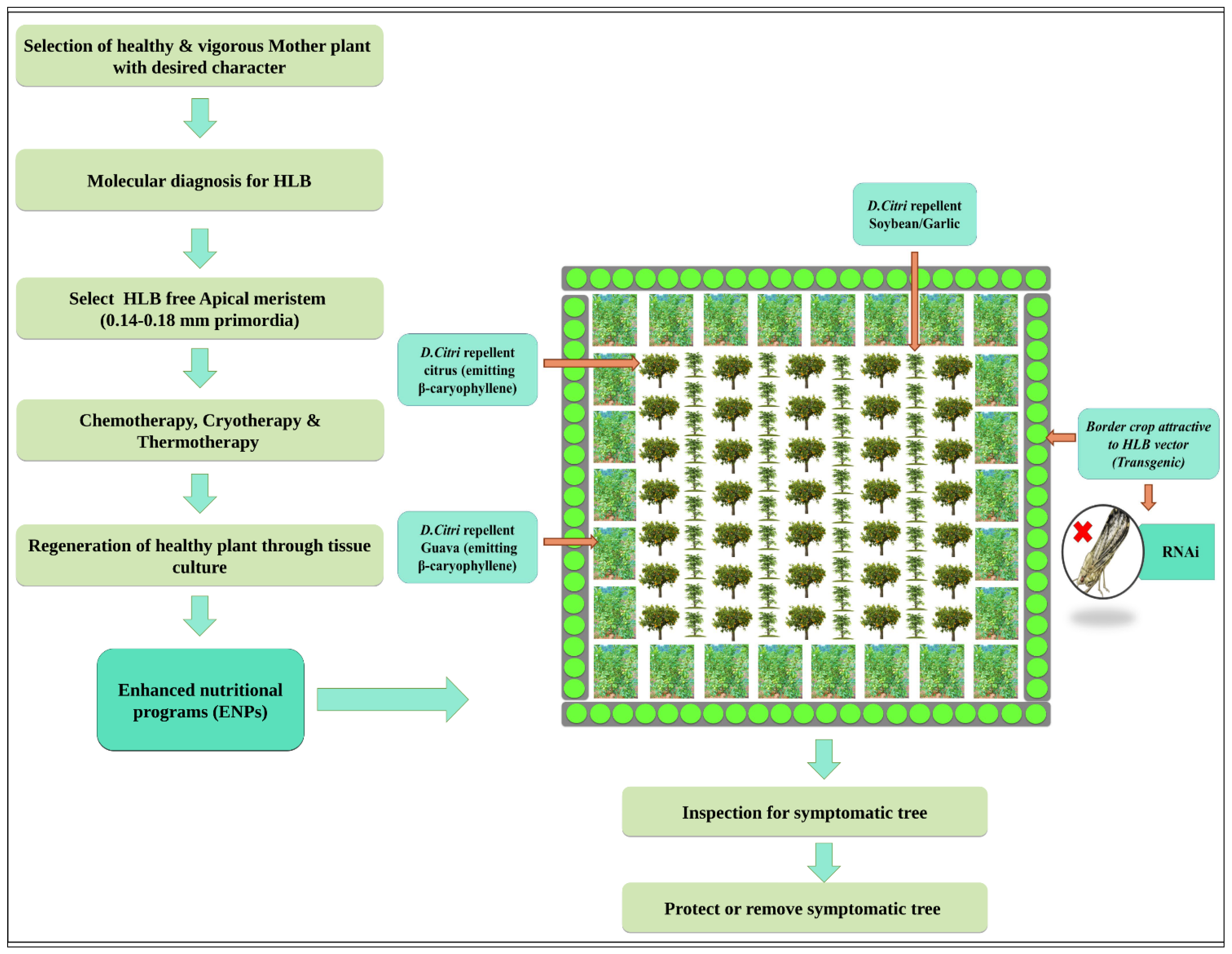 Plants 12 00160 g014