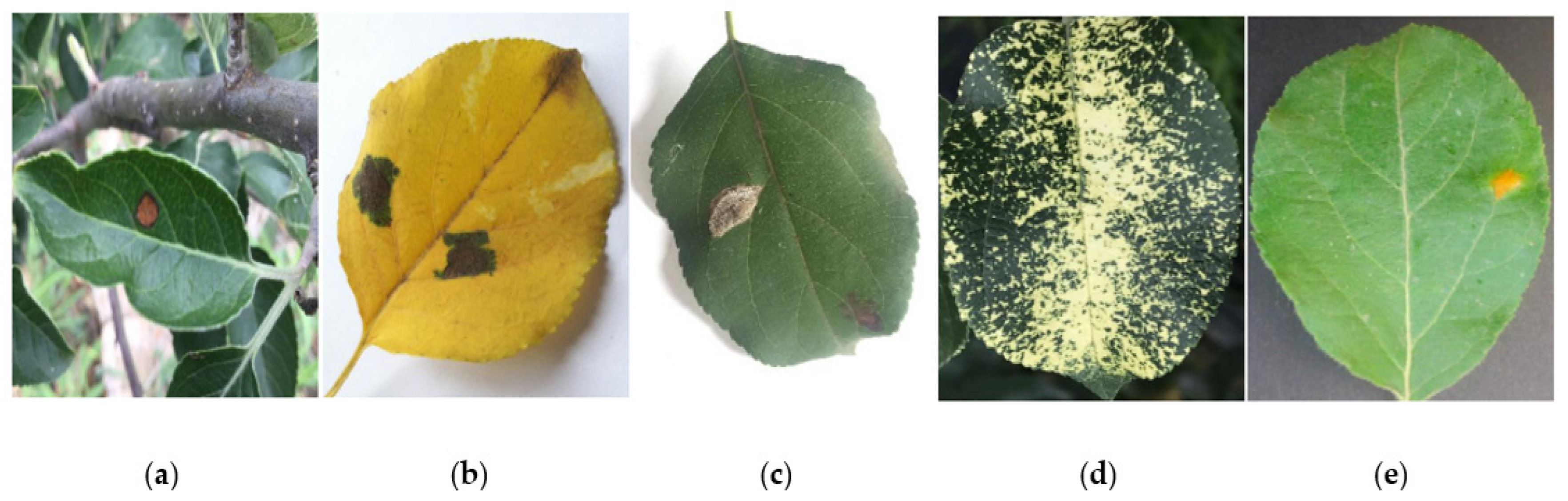 Plants 12 00169 g002