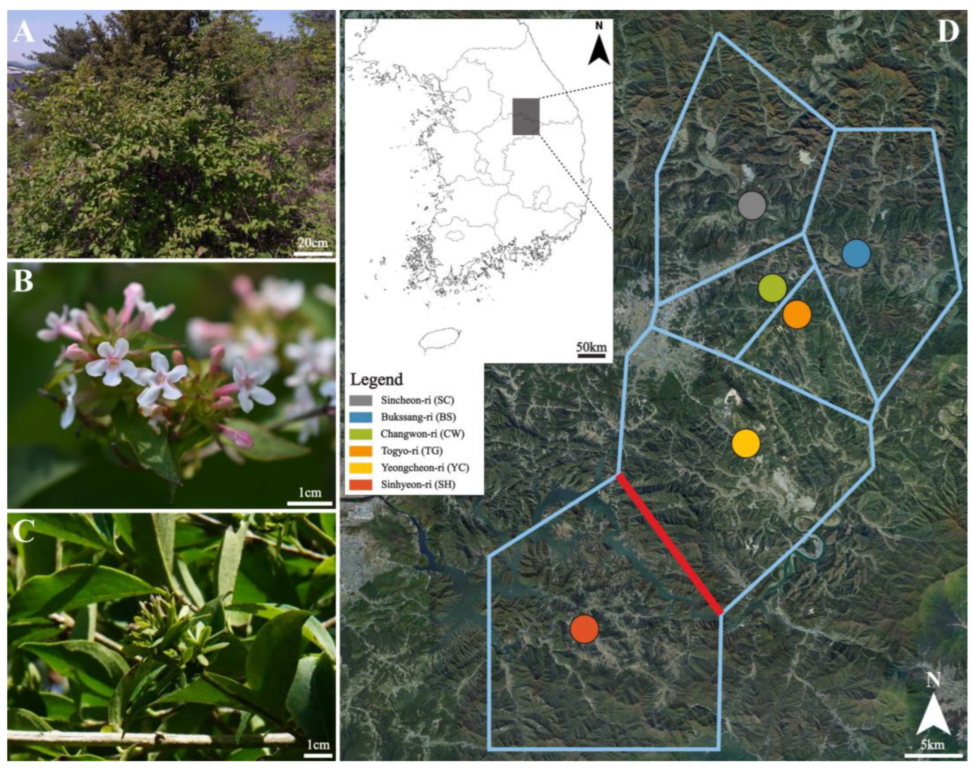 Plants 12 00171 g001