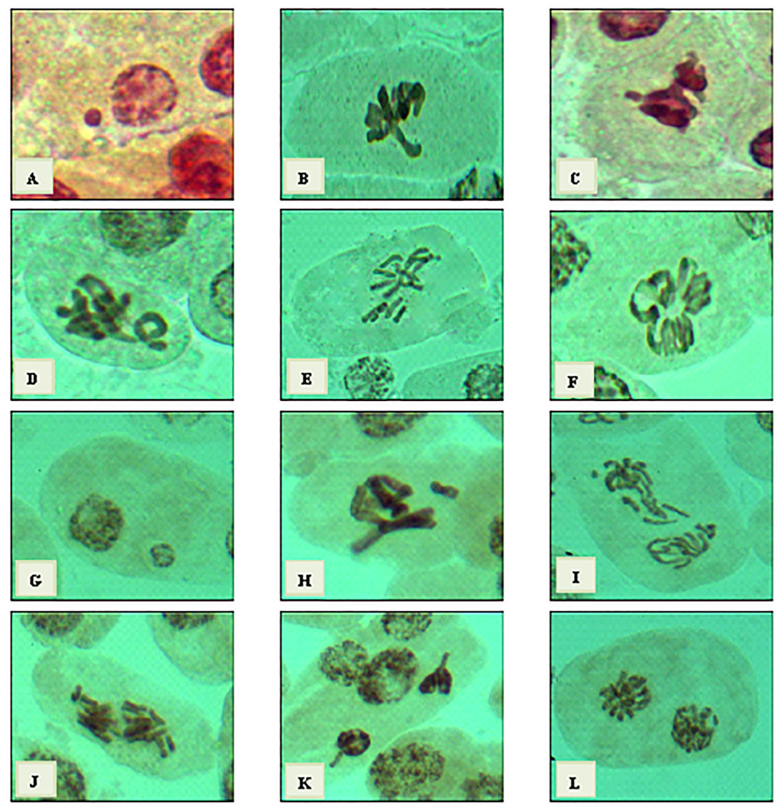 Plants 12 00172 g009 Plants 12 00172 g009